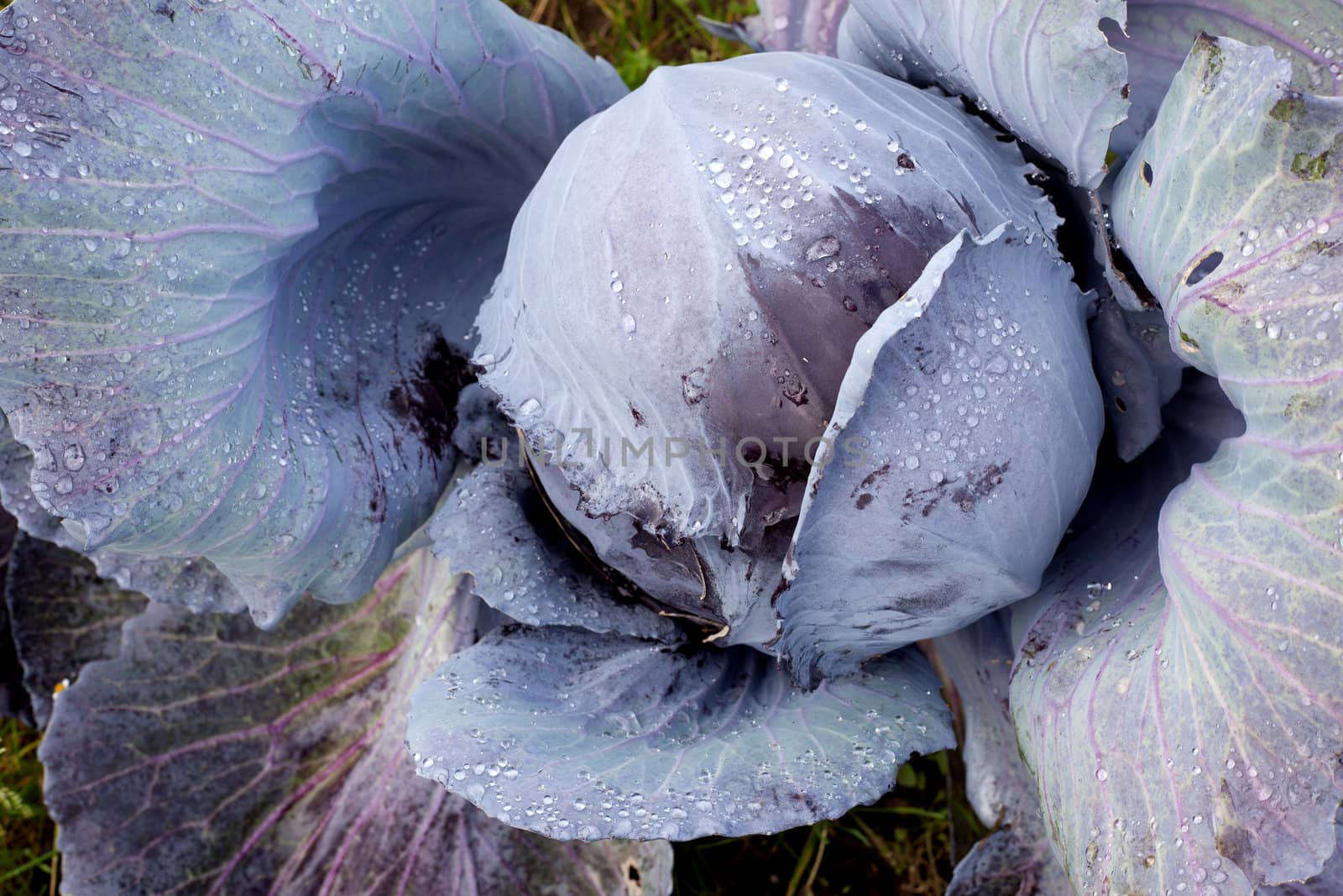 red cabbage growing in the garden with droplets