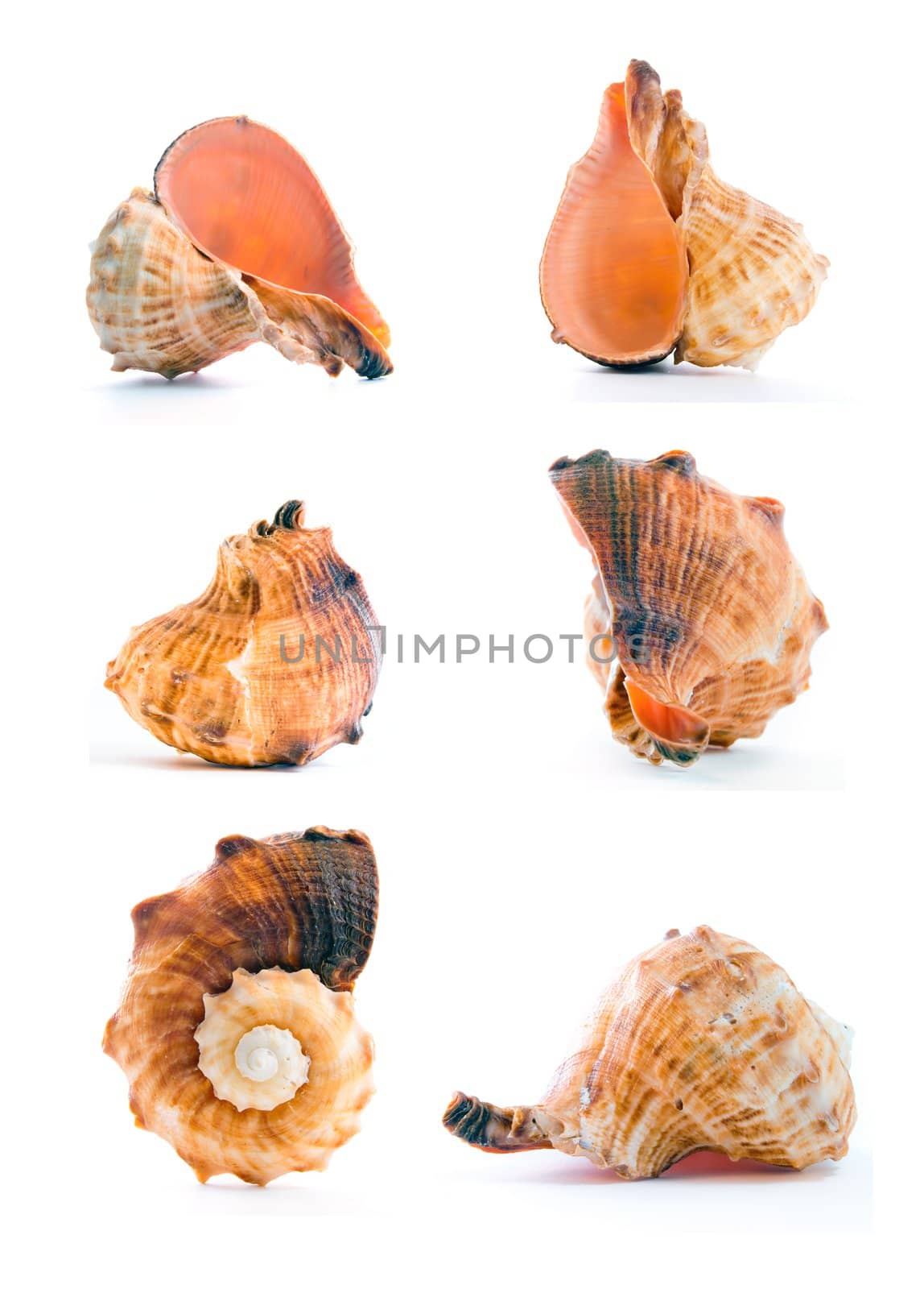 High resolution seashell set on white background 