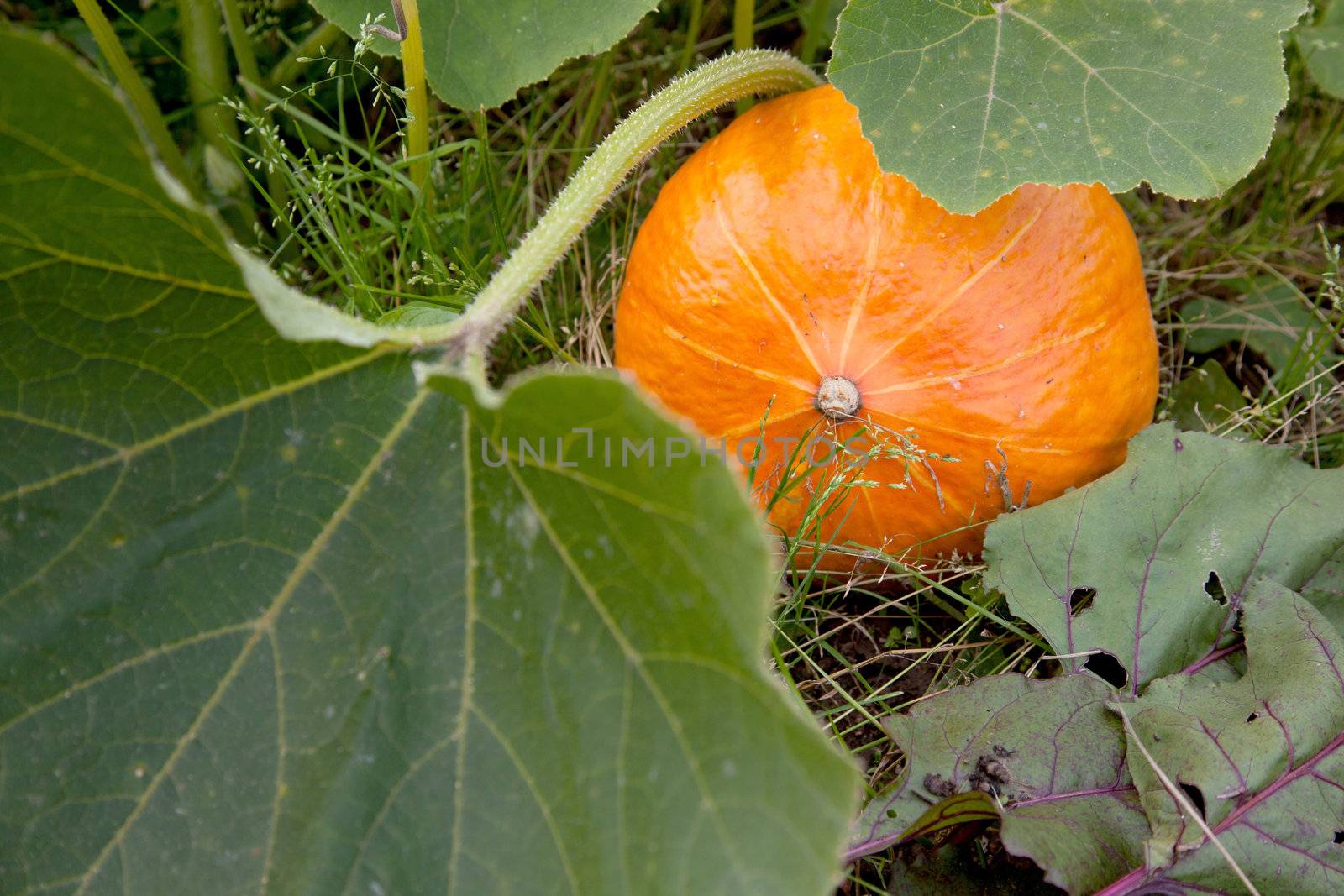 orange pumpkin on plant in the field
