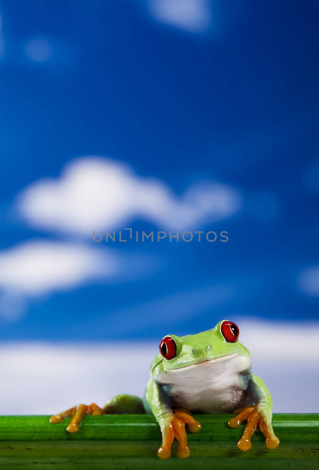 The photo of the red eyed tree frog