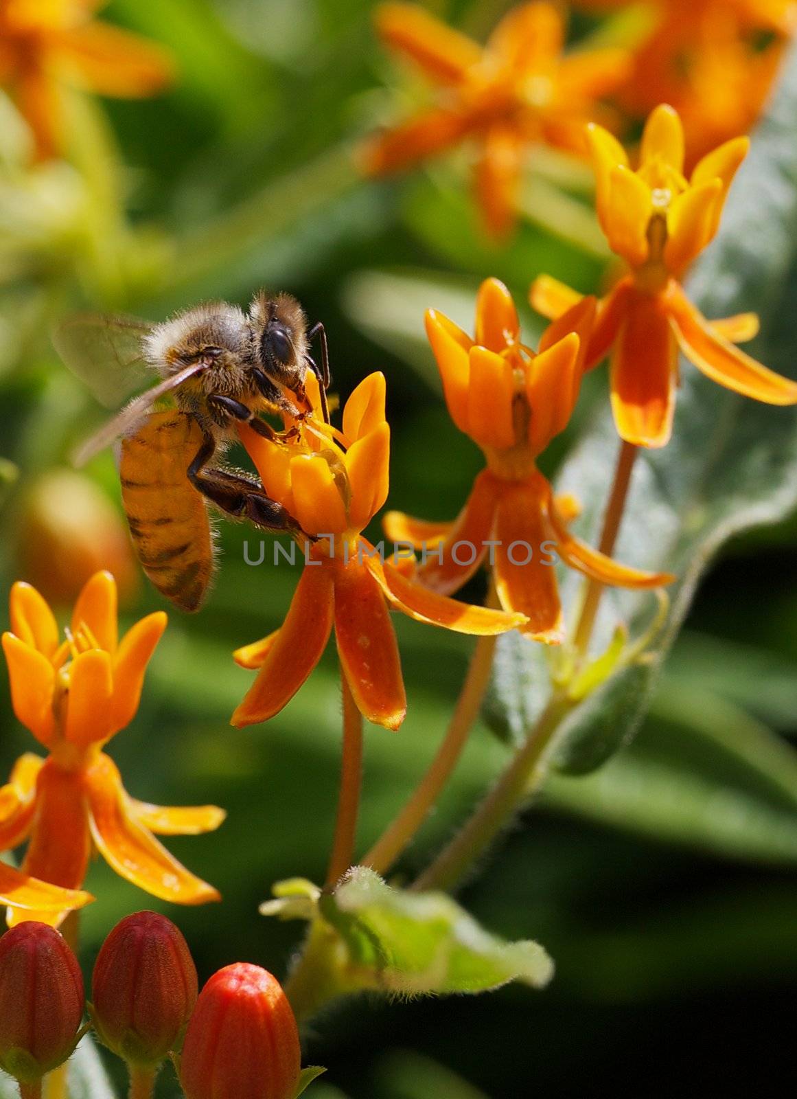 Bee working a Butterfly weed by bobkeenan