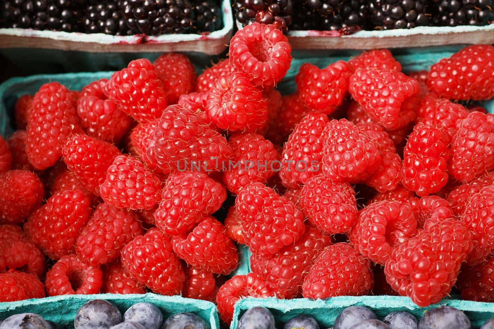 Blue container of a pile of Red Juicy Raspberries at the farmers market