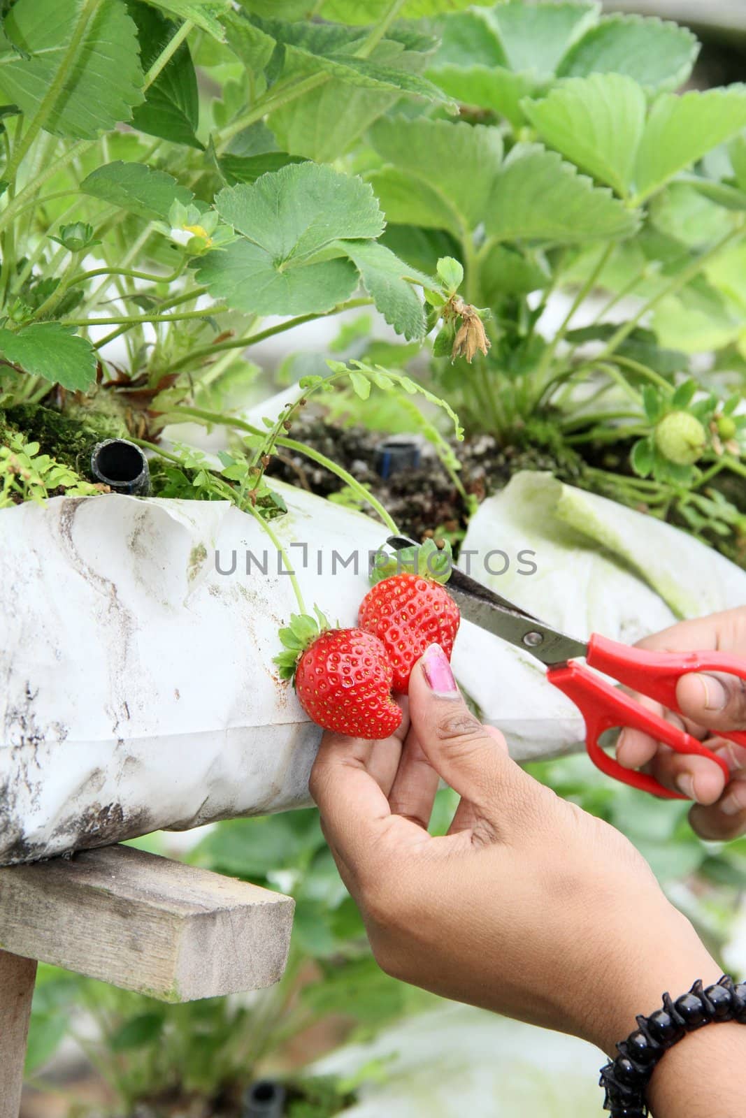 A worker harvesting strawberry fruits from the strawberry plant