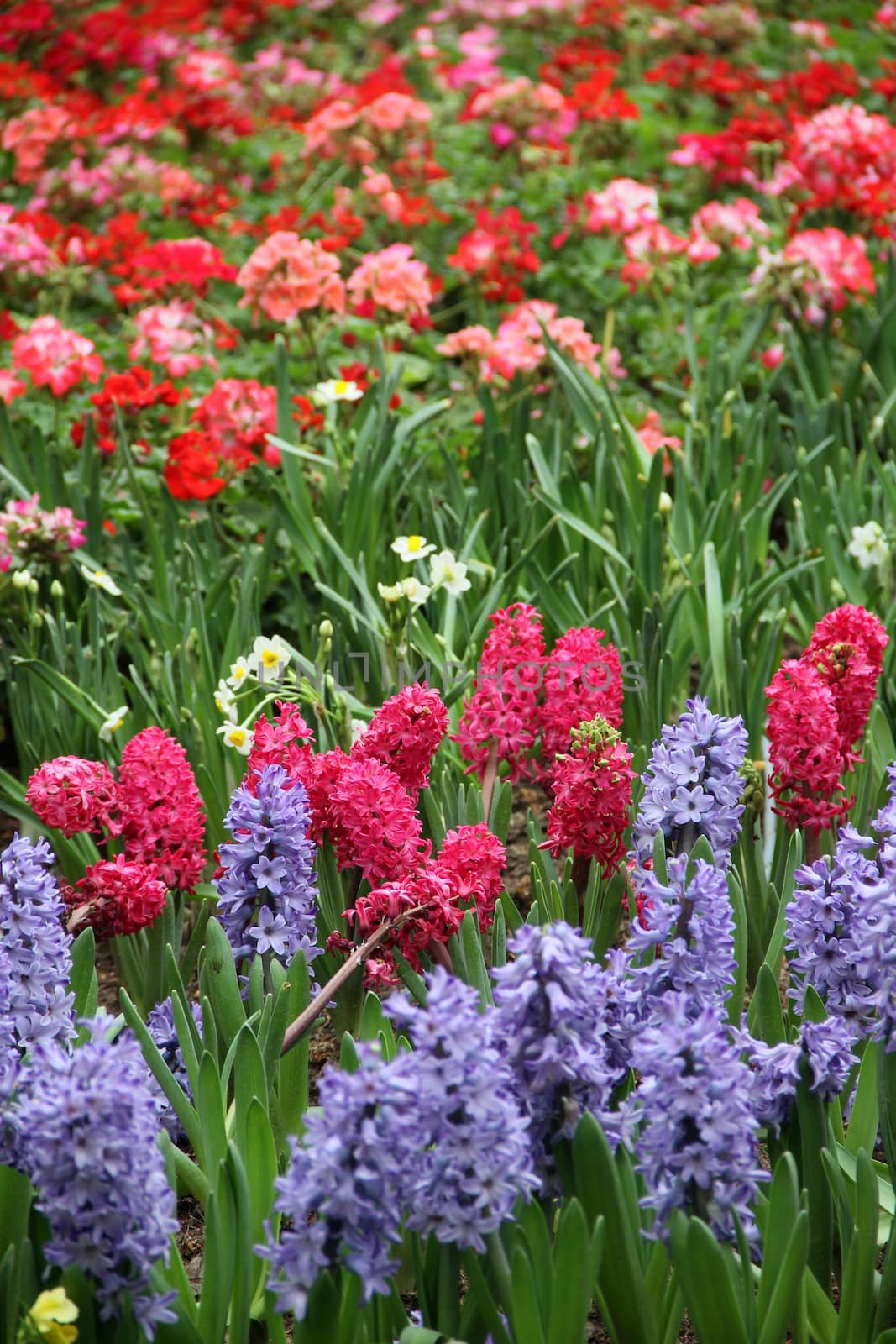 colorful flower bed background