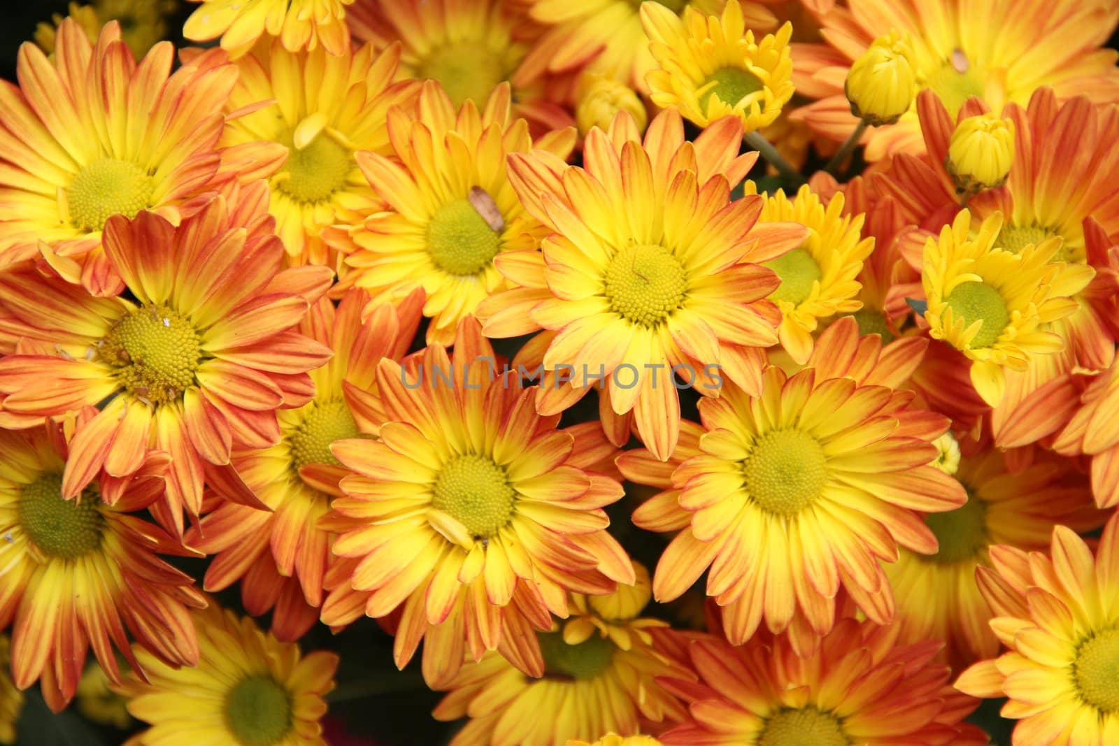 yellow flower bed close-up