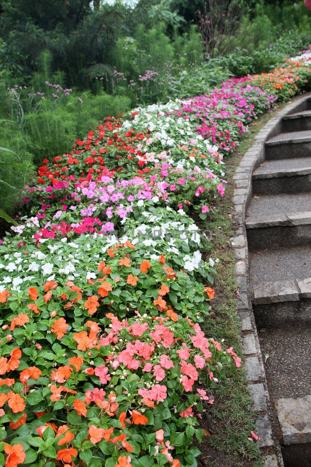 beautiful colourful flower garden