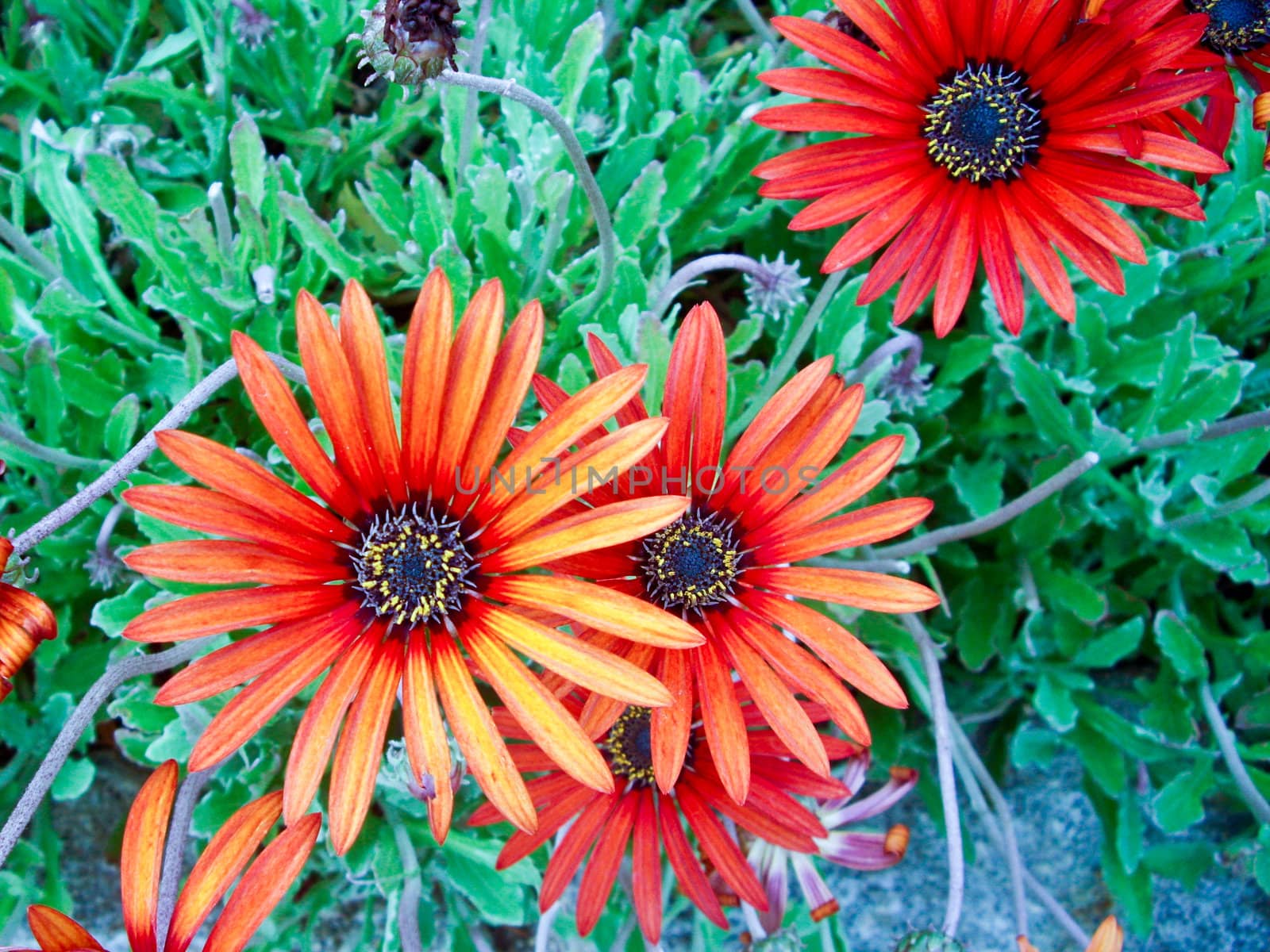 Bright daisies in a rock garden