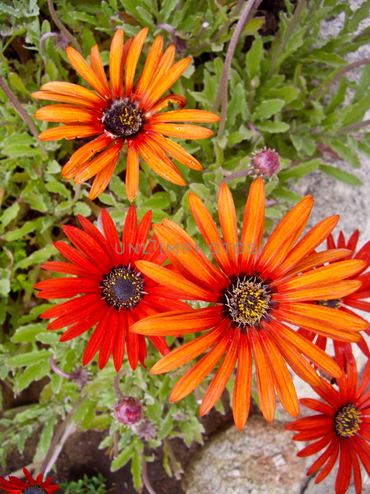 Orange and red daisies in a country garden