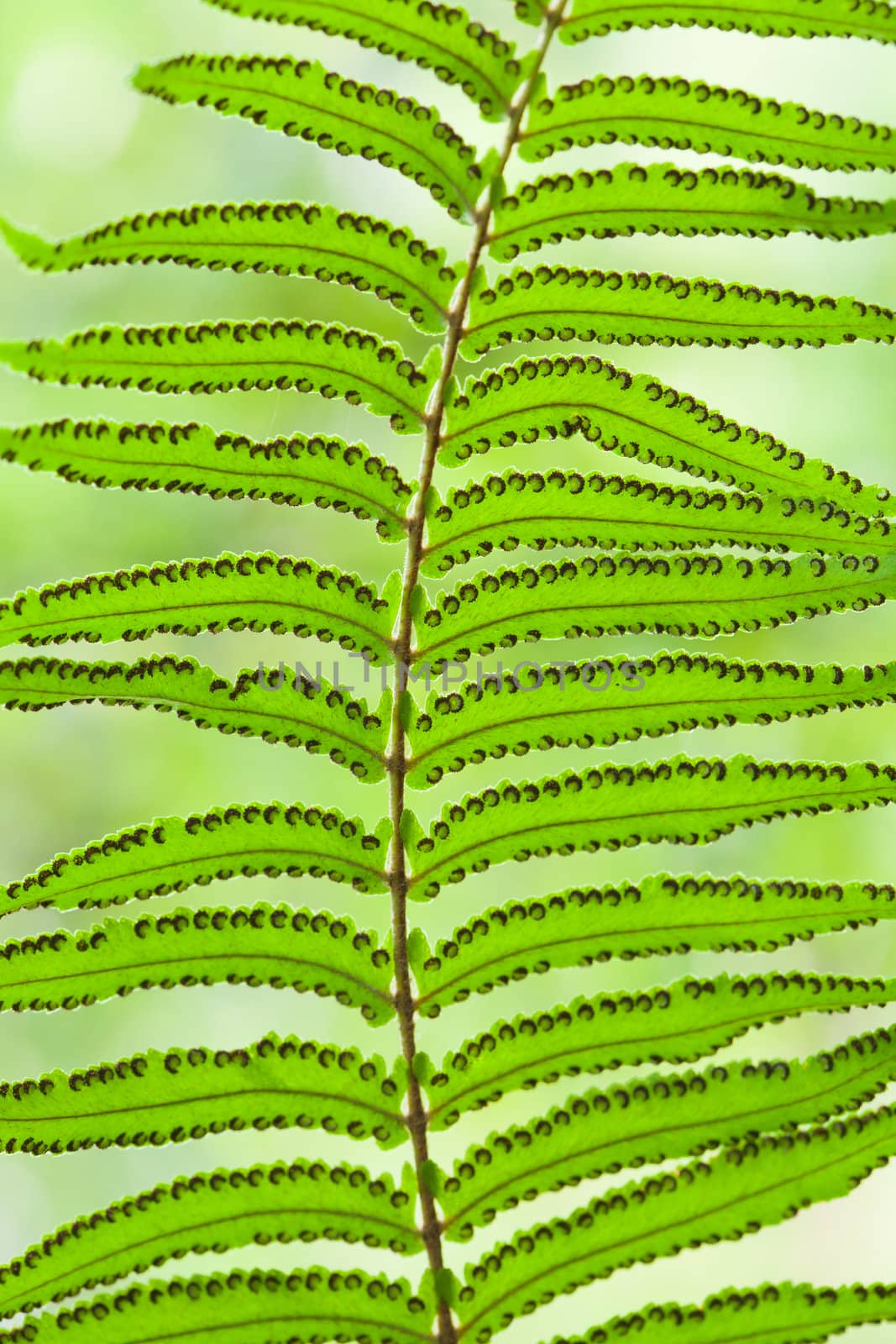 Surface of leaves