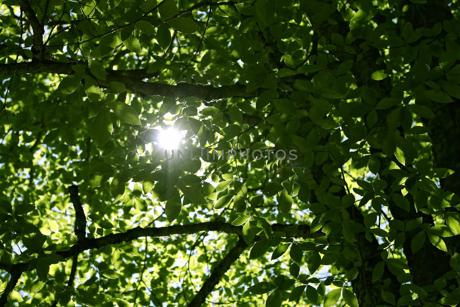Morning forest and sun rays striking through the branches