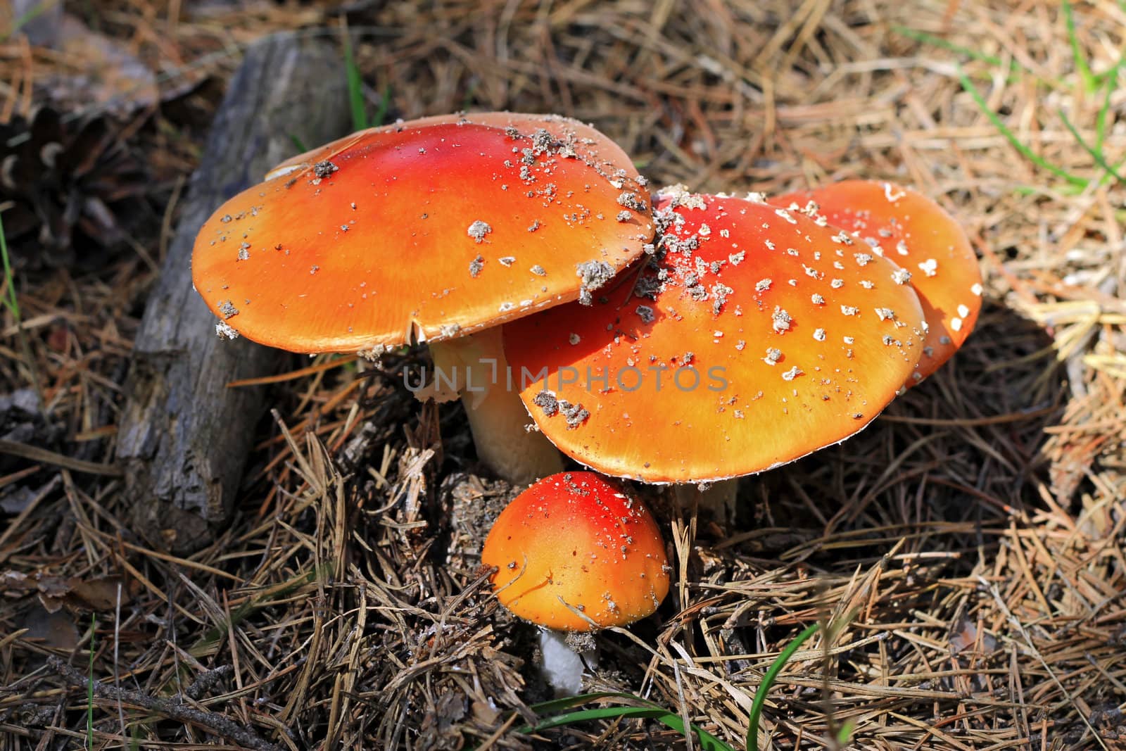 Red poisoned mushroom growing in the summer forest by scullery