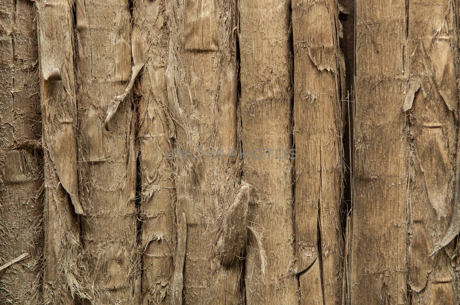 Tropical Background