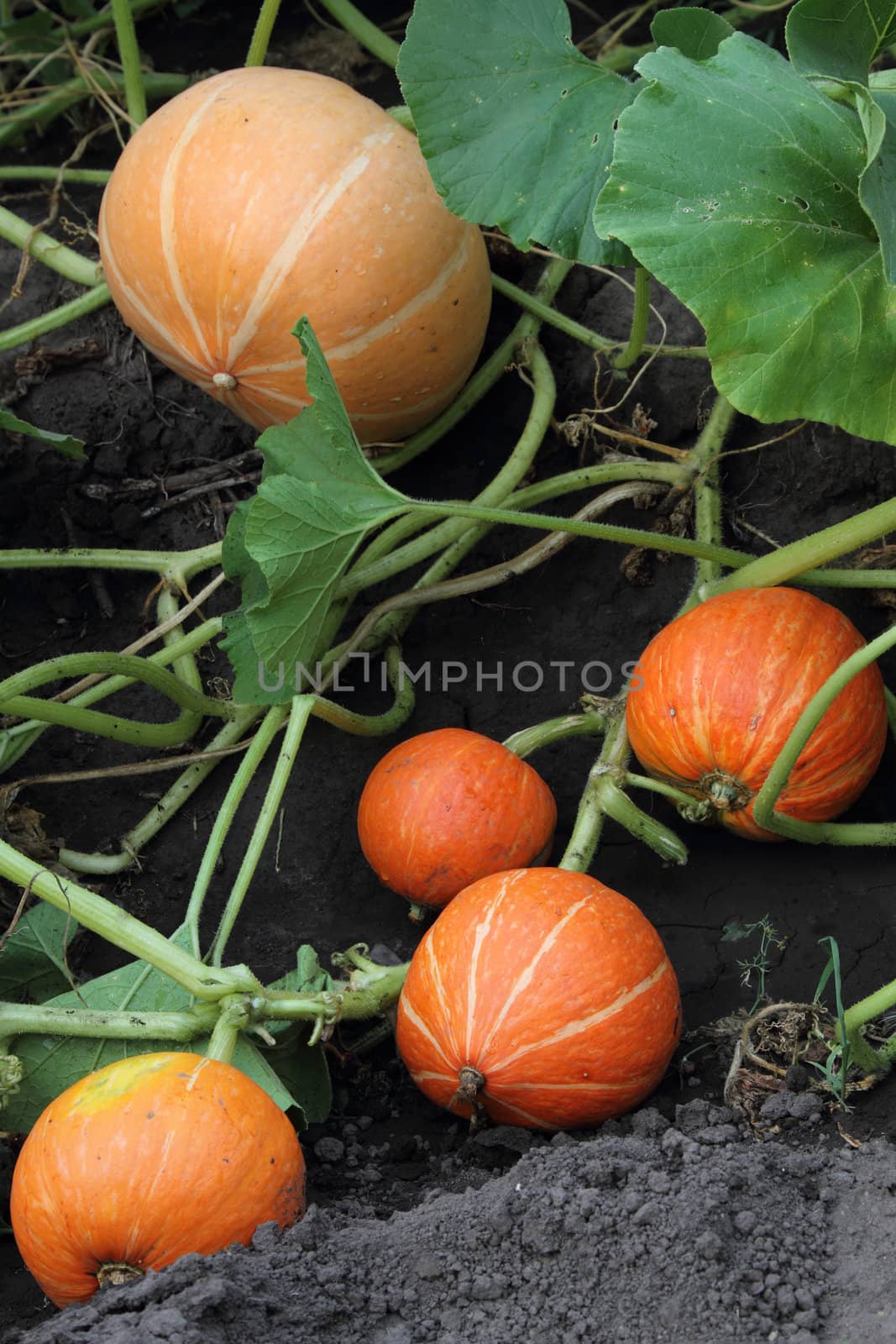 orange pumpkins growing in the garden