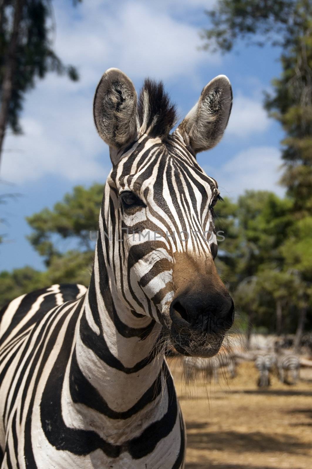 close-up portrait of wild zebra