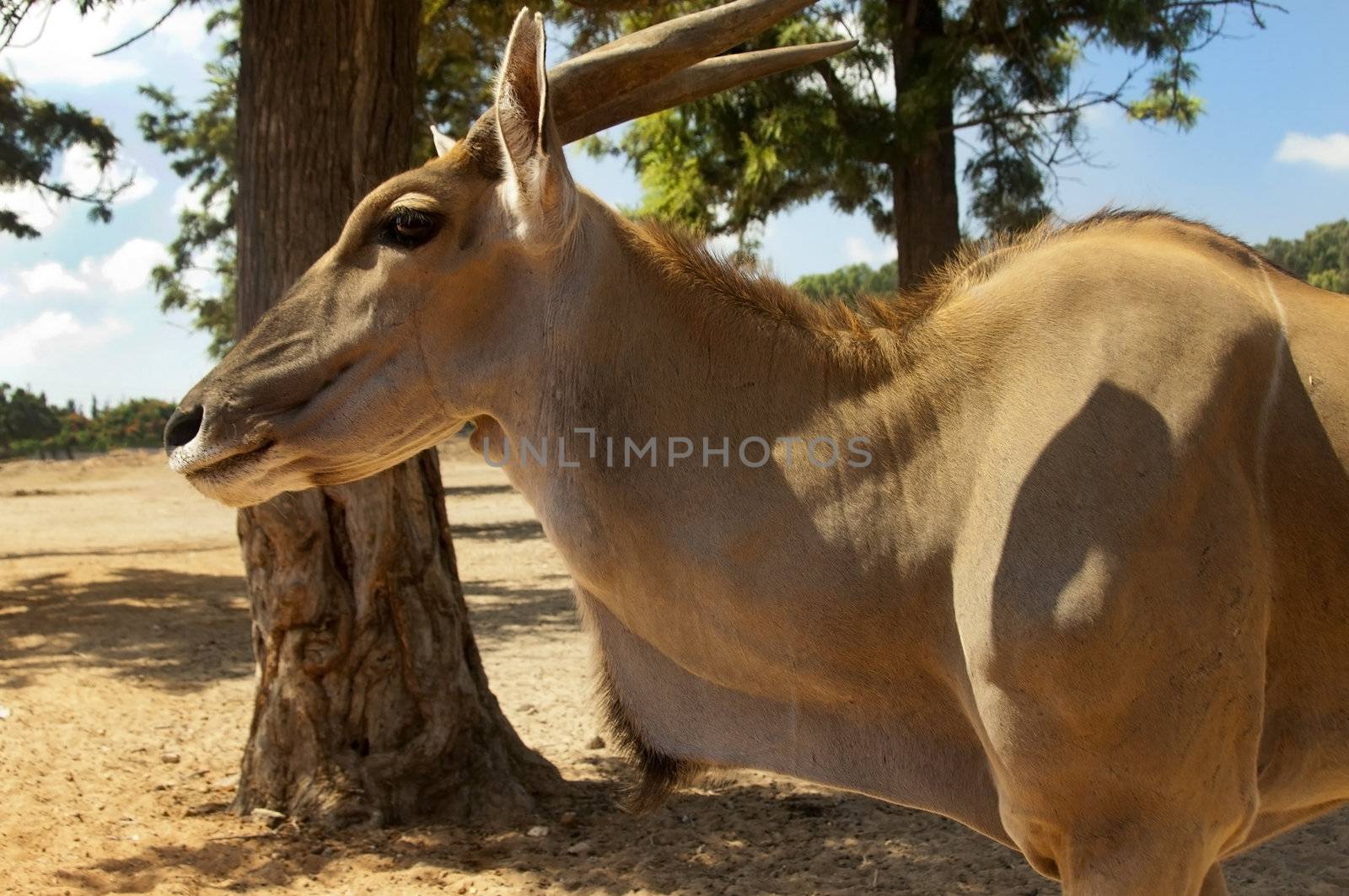 Eland antelope , also known as Kanna it is the world's biggest antelope.