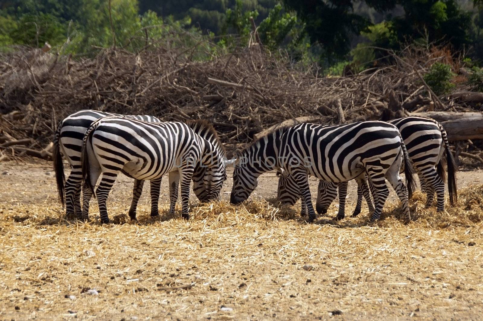 group of zebras grazing in a safari