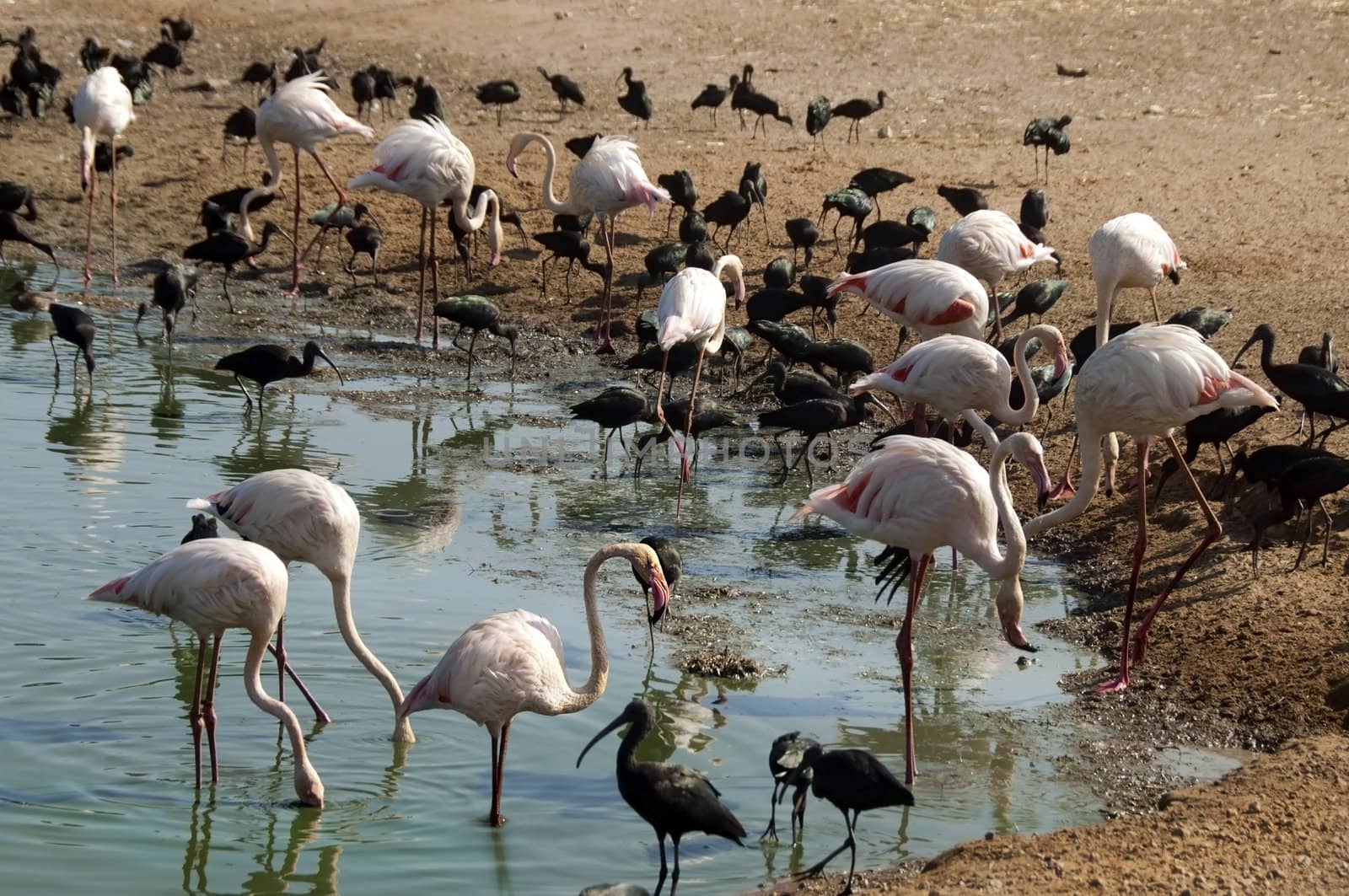 pink flamingos and black herons feed on small pond in a safari
