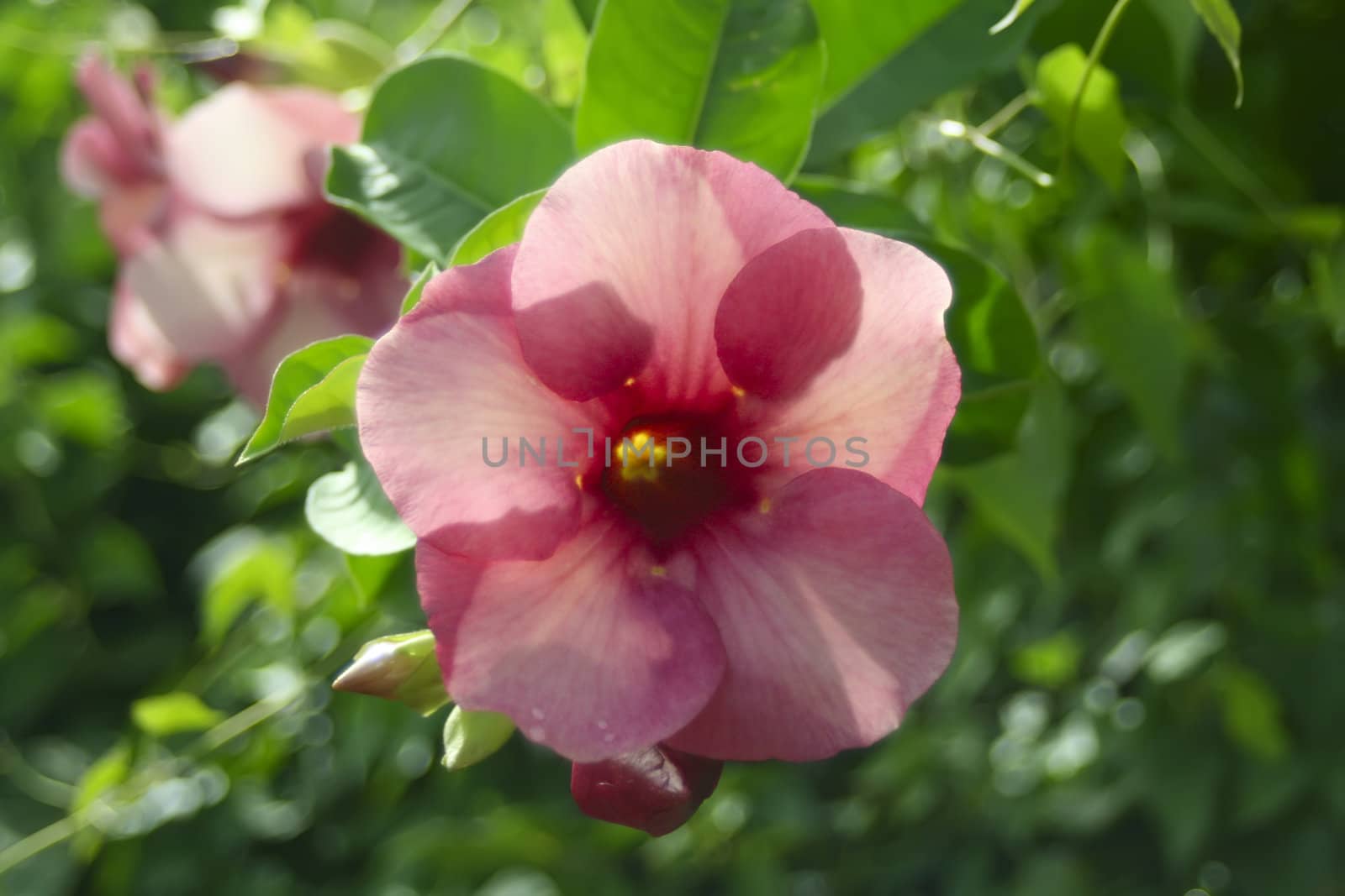 Thai flowers. by GNNick