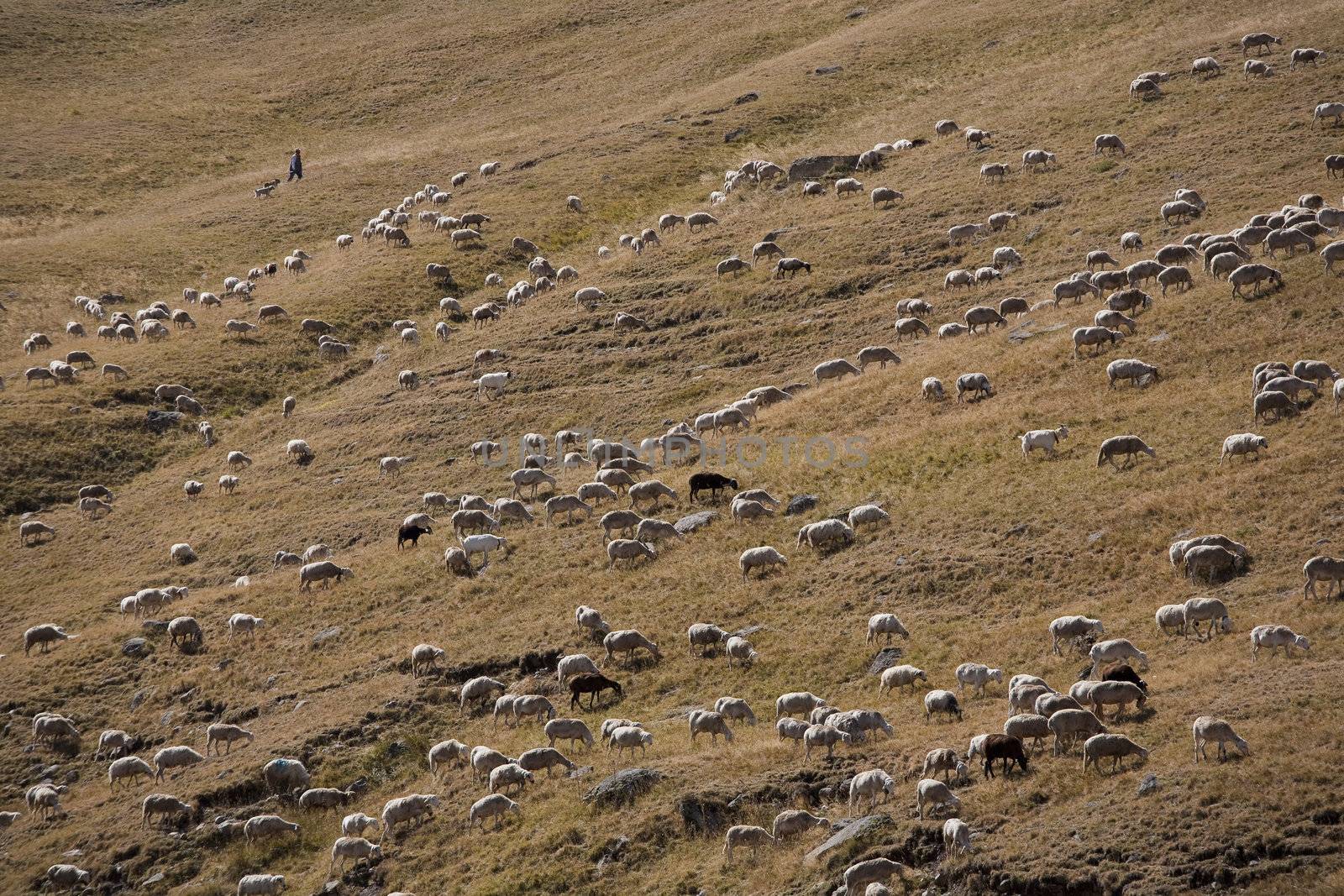Flock of sheep in Spain by ABCDK