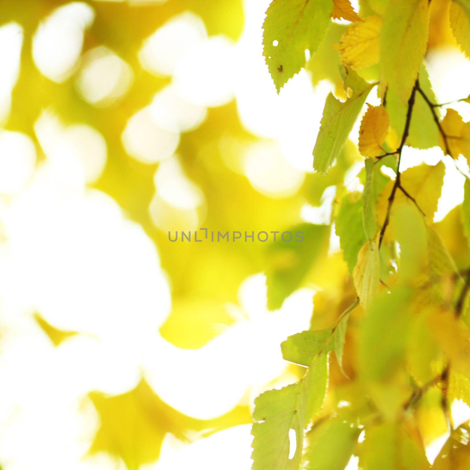 autumn leaves close up by Yellowj