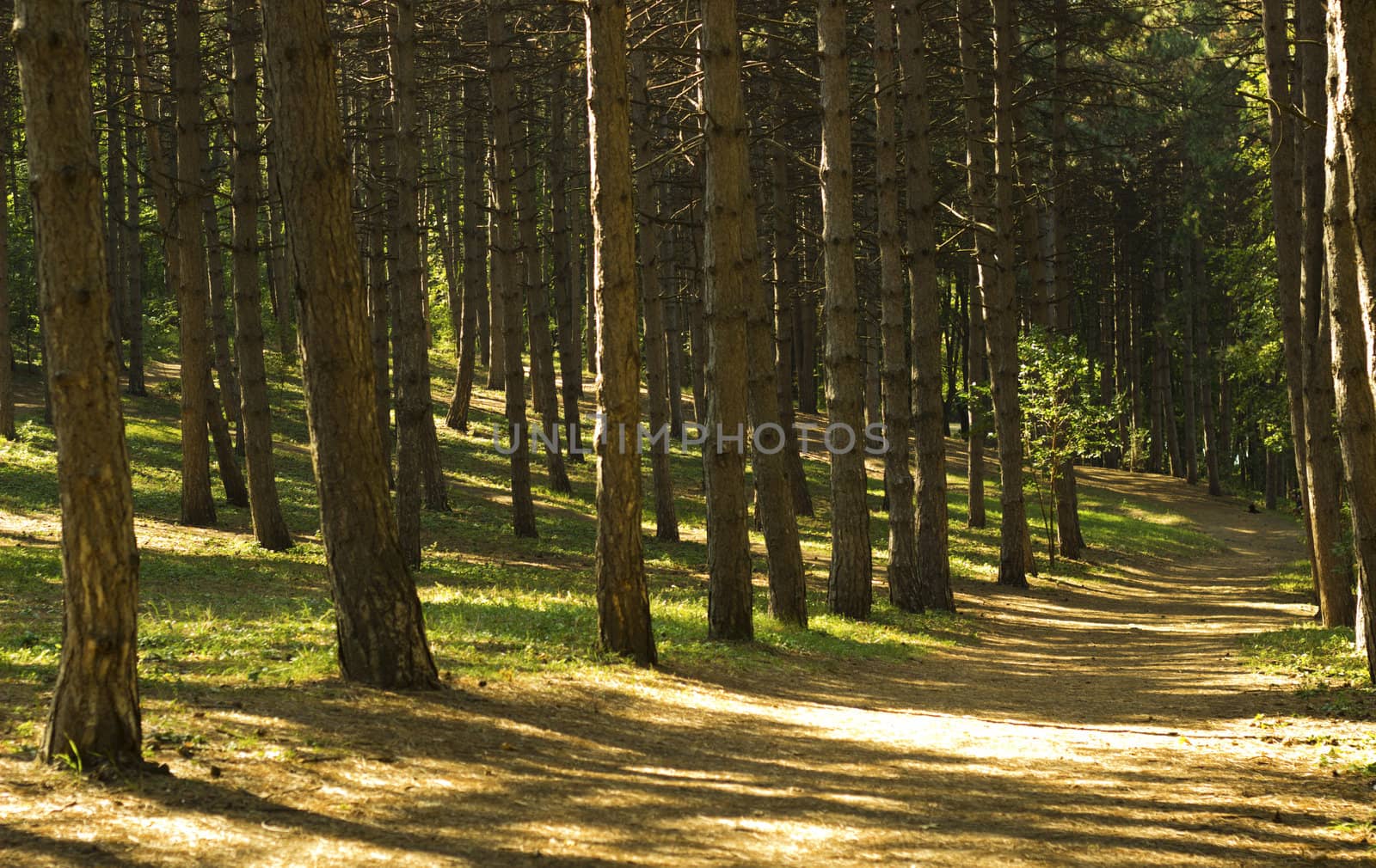 nice peaceful image of path in the summer park