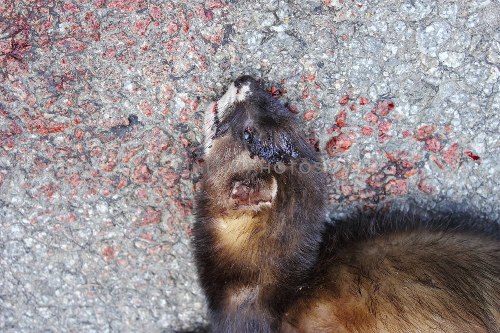 ferret hit by car found in the middle of the road