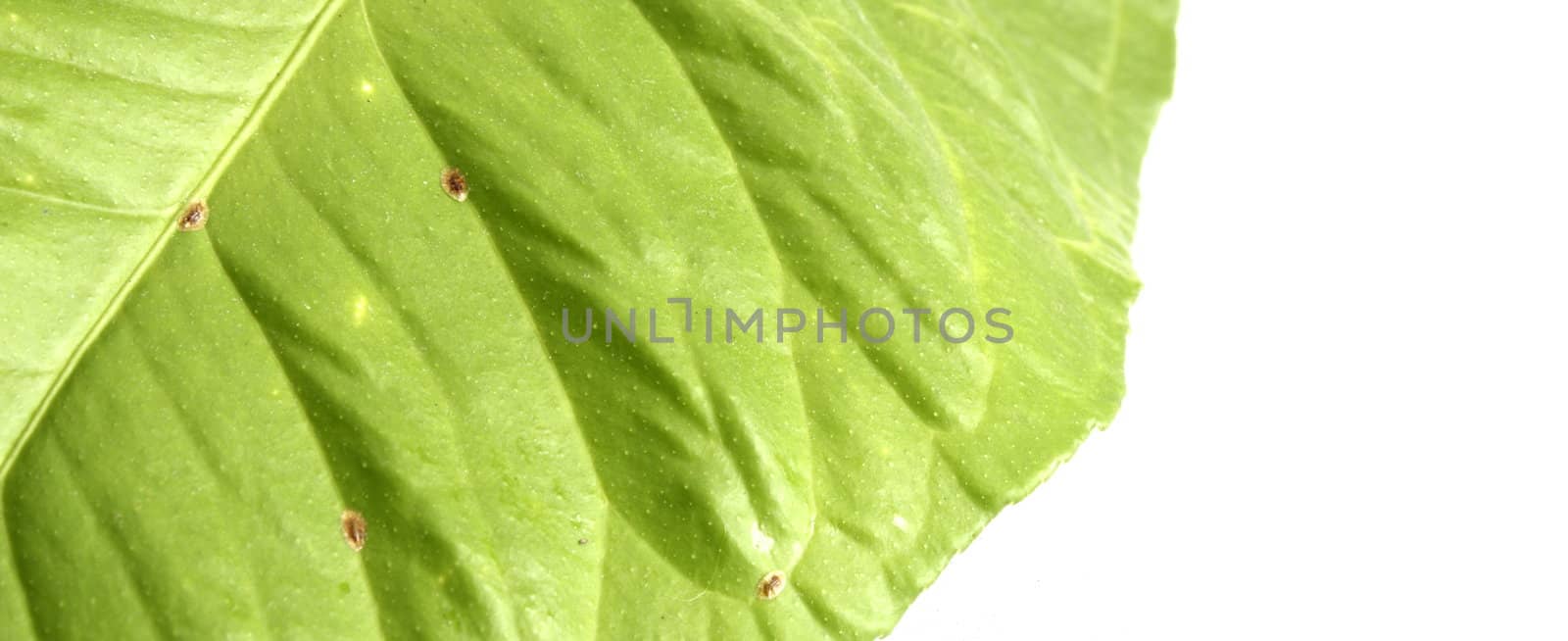 presence of coccus hesperidum on a leaf taken from a lemon tree