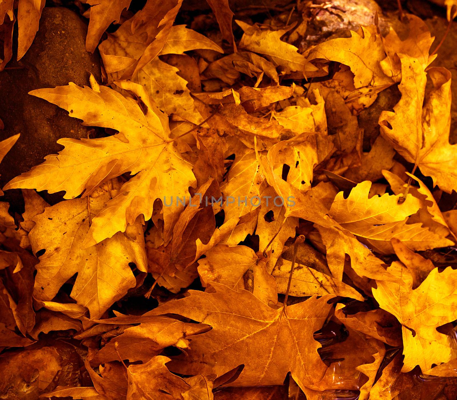 Autumn leaves background by Anna_Omelchenko