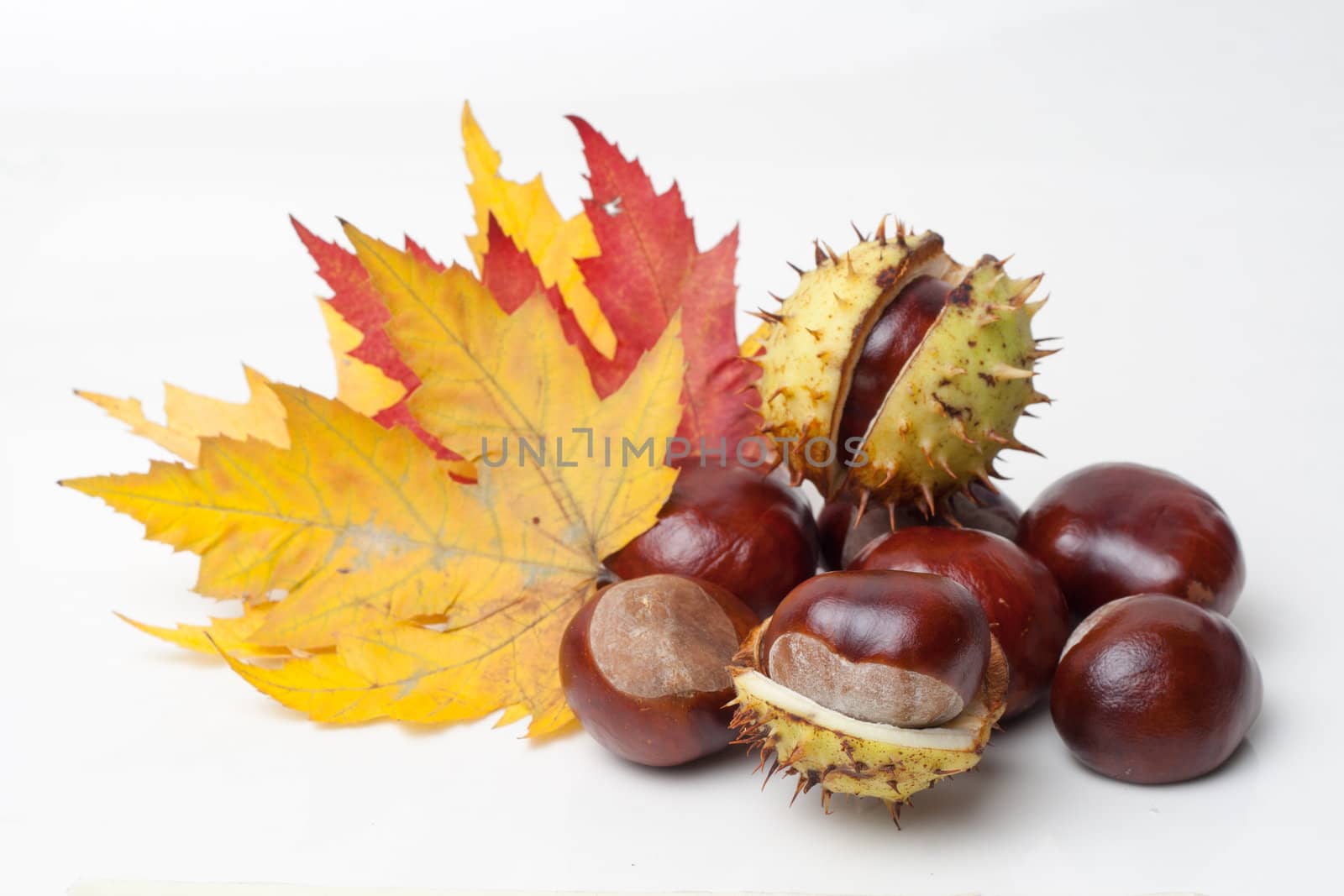 Chestnut with colorful leafs on white background