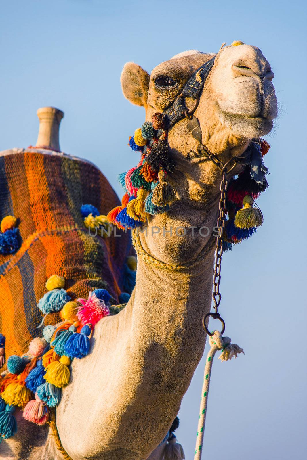 The muzzle of the African camel close-up