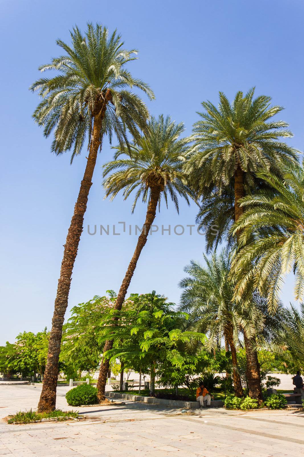 Palm trees on the beach in Egypt on the Red Sea