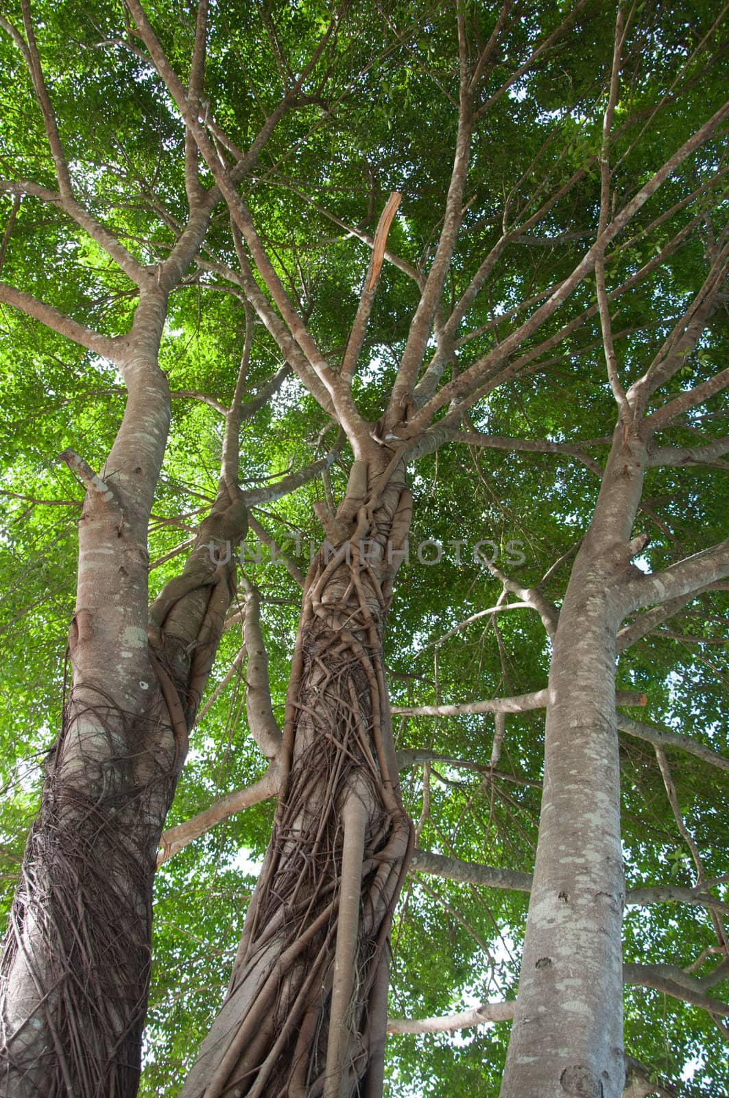 banyan tree by ngarare