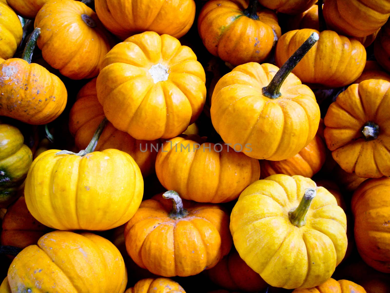 Orange Pumpkins by emattil