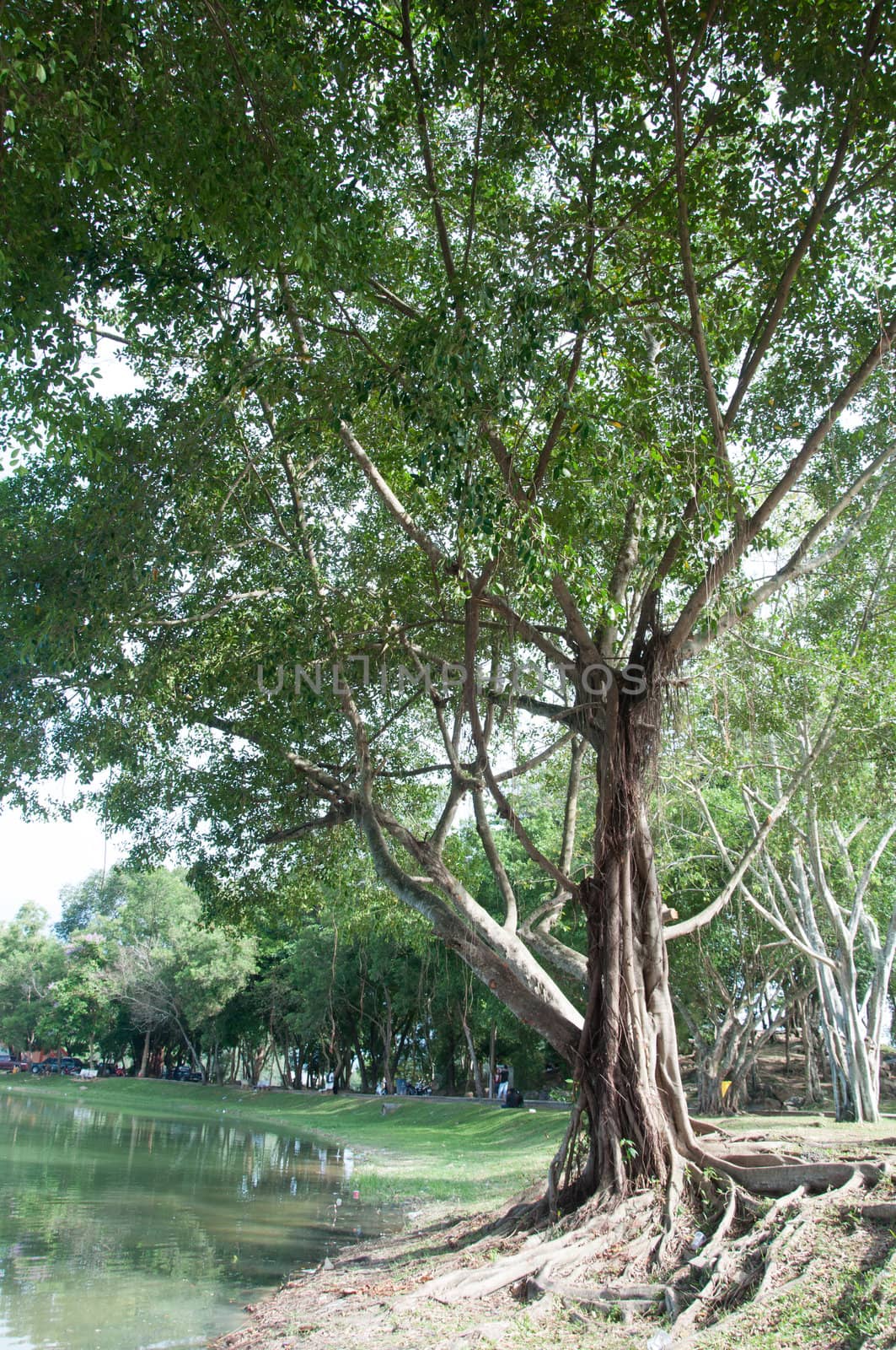 beautiful big tree in garden