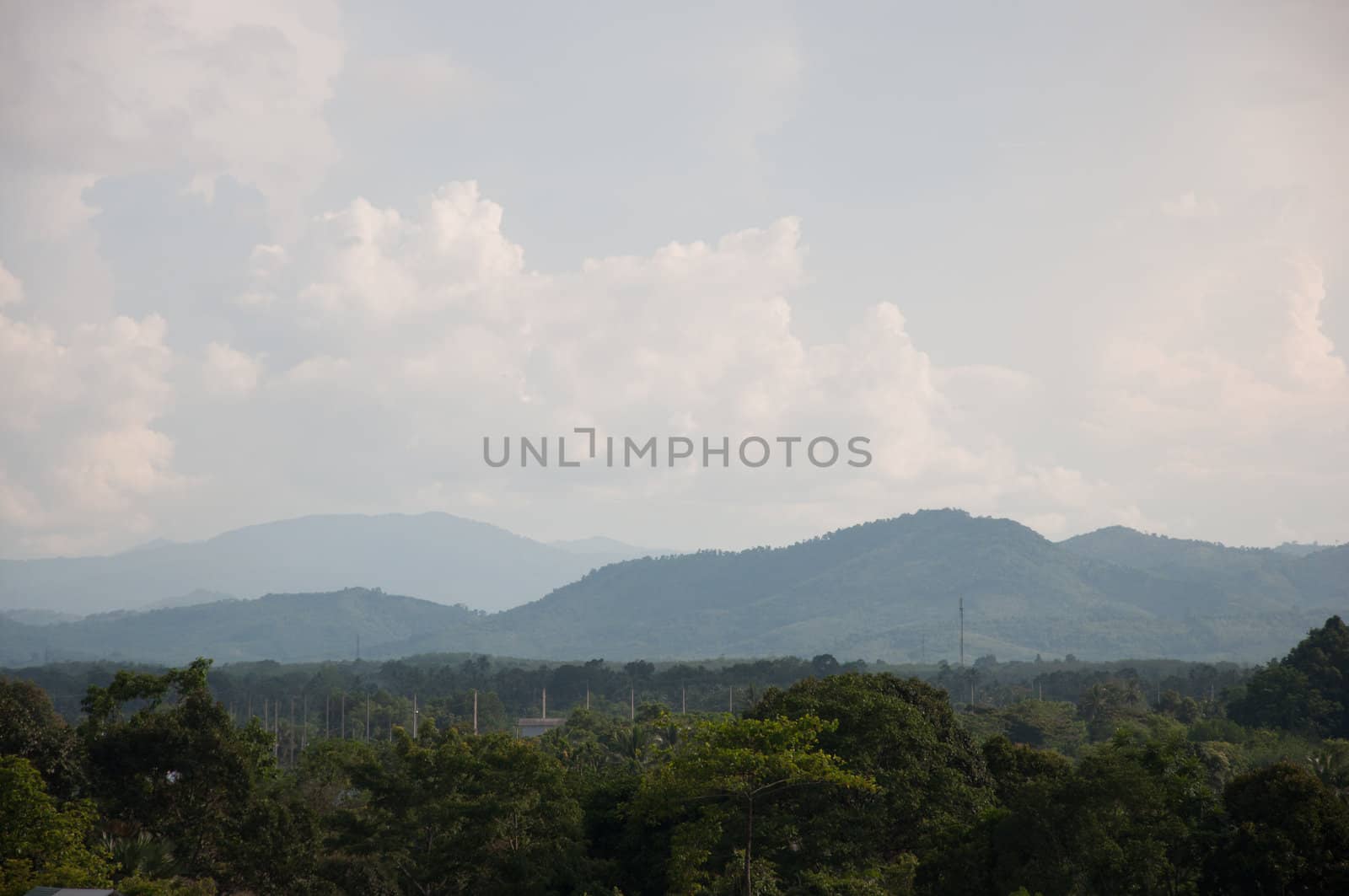 forest mountain and sky landsccape