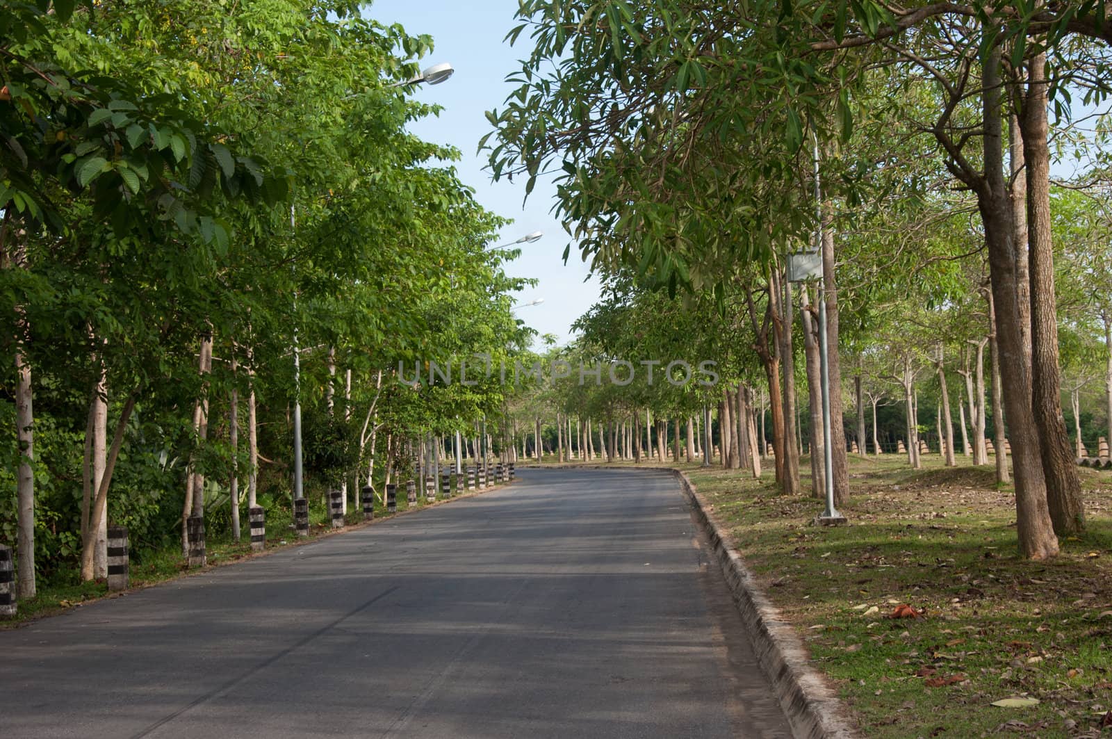 road in park landscape surround with tree and nature