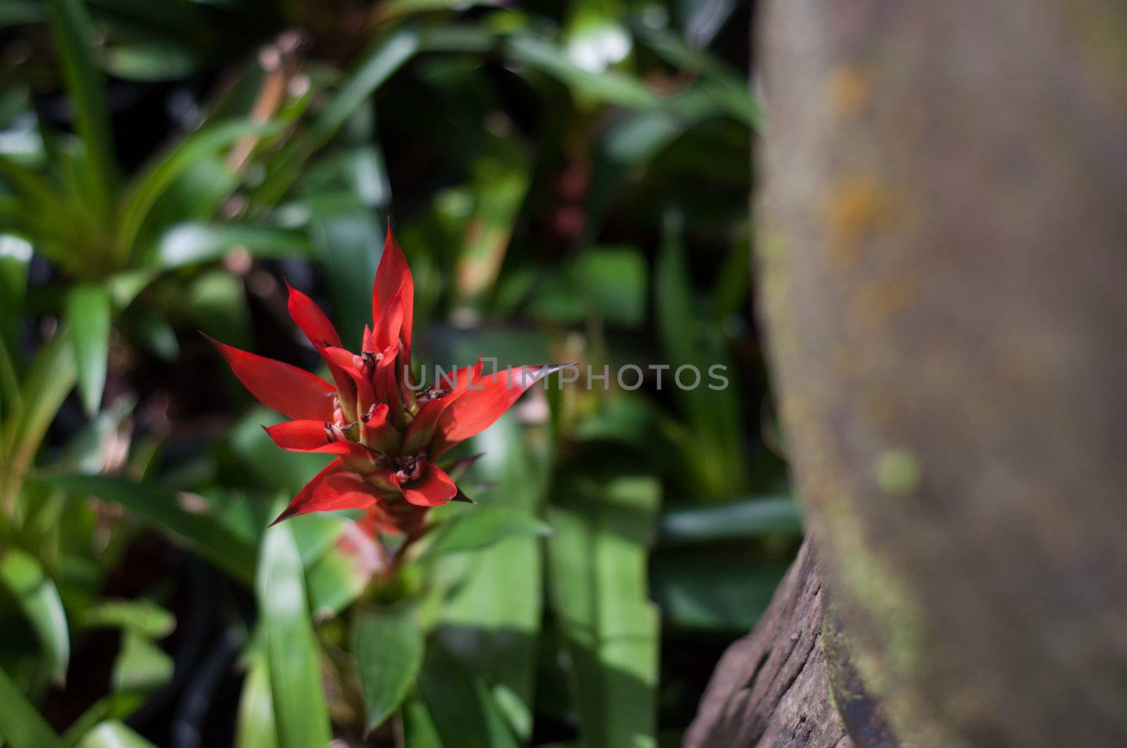 red flower blossom in garden nature