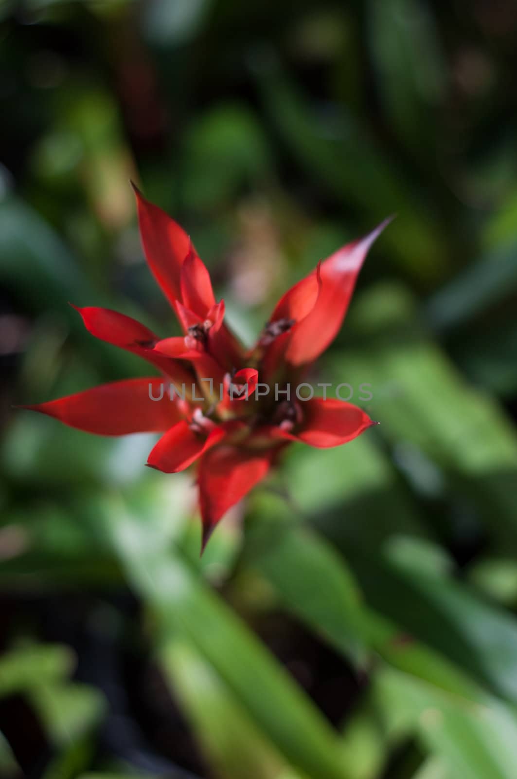 red flower blossom in garden nature