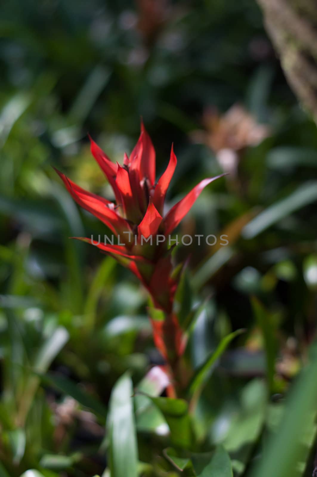 red flower in garden by ngarare