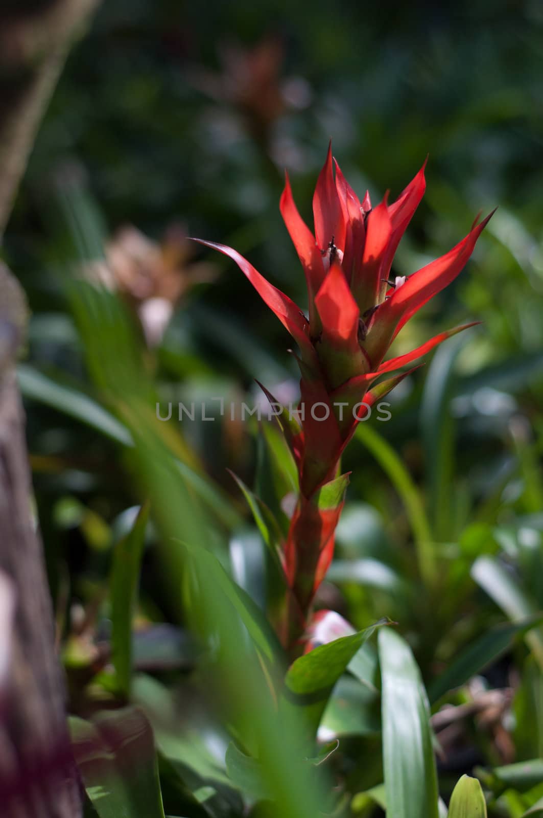 red flower in garden by ngarare