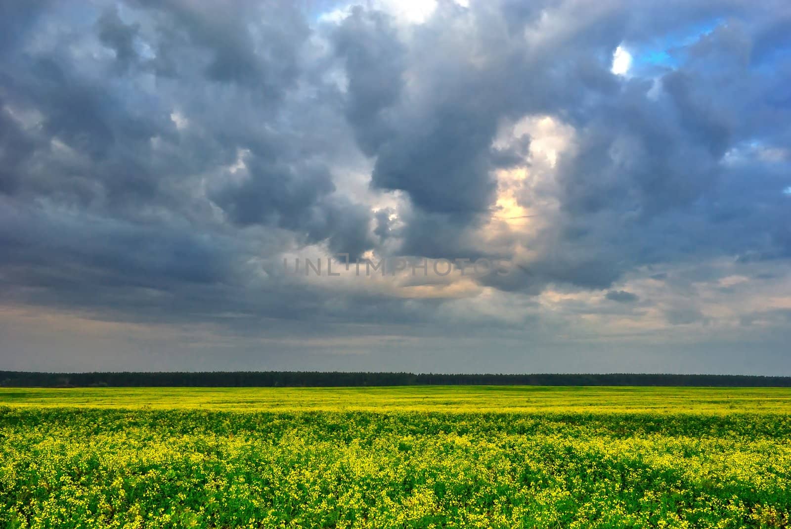 Cloudy sky over yellow field by azjoma