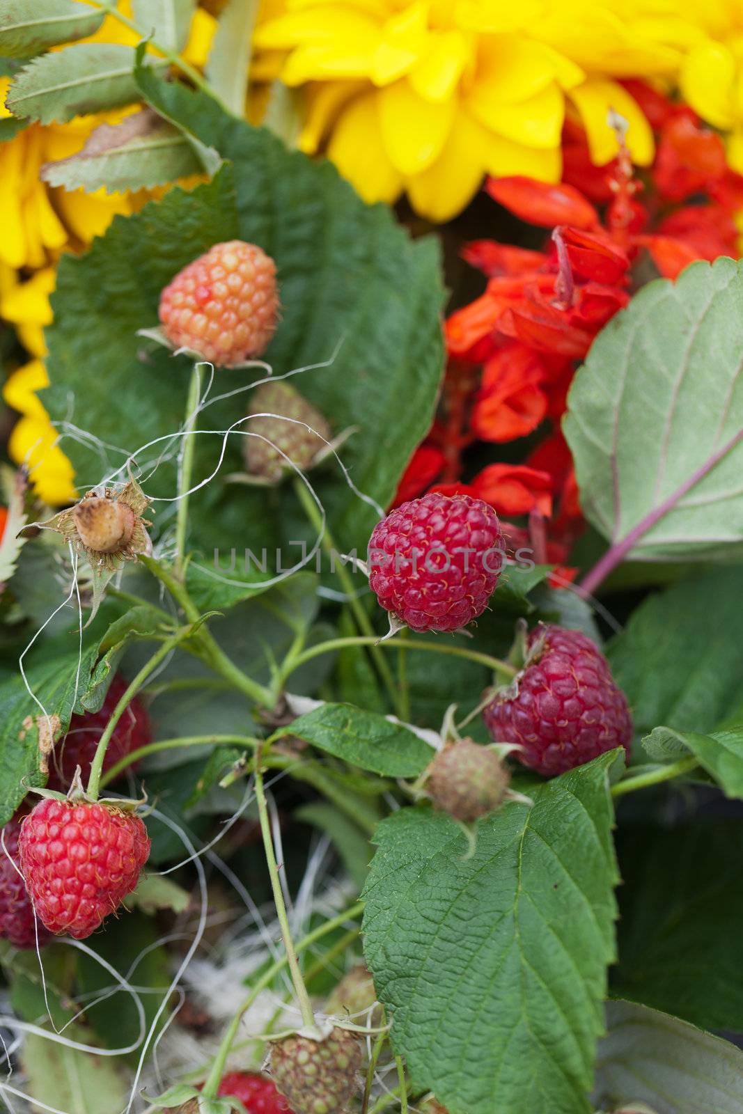 beautiful bouquets of flowers and herbs