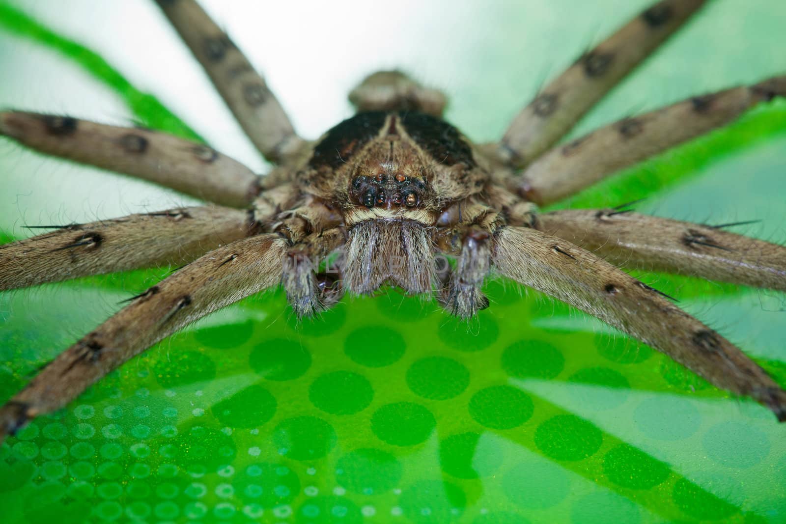 Cane Spider
