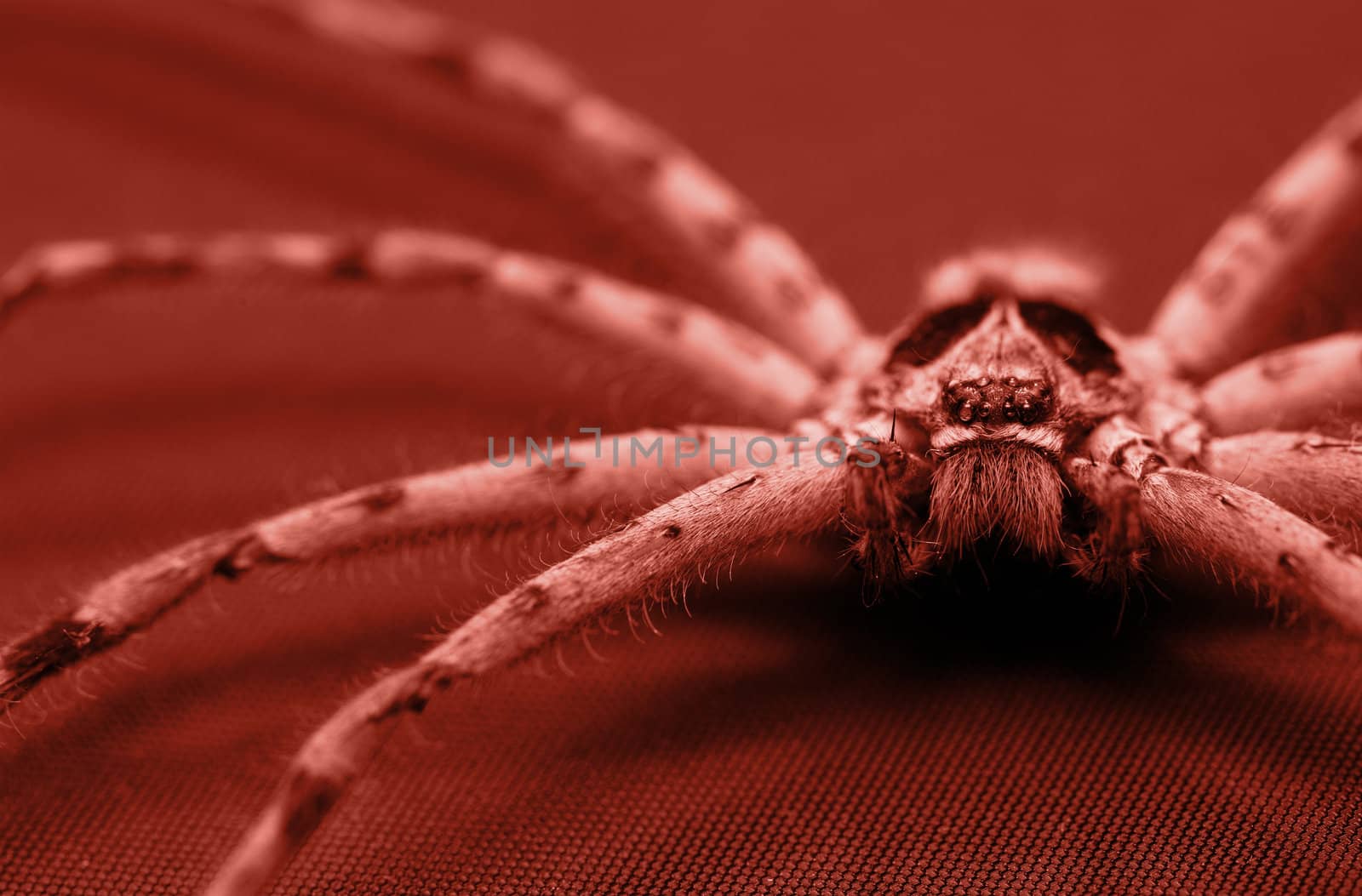 Cane Spider