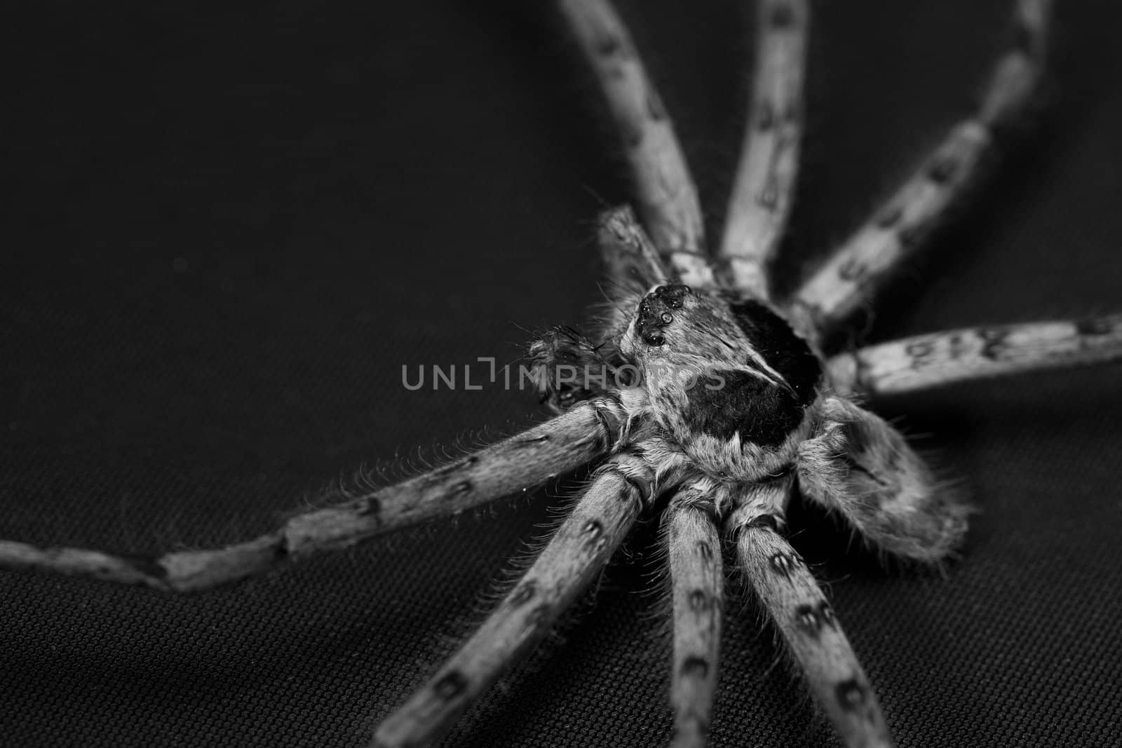 Cane Spider
