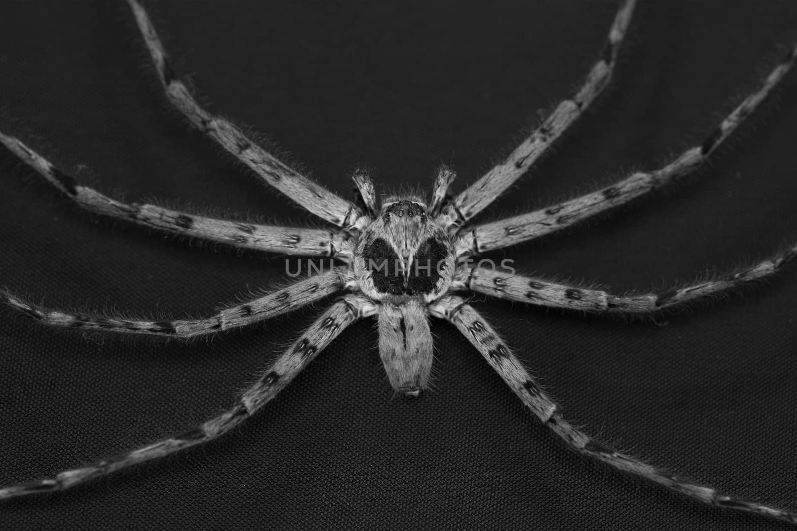 Cane Spider
