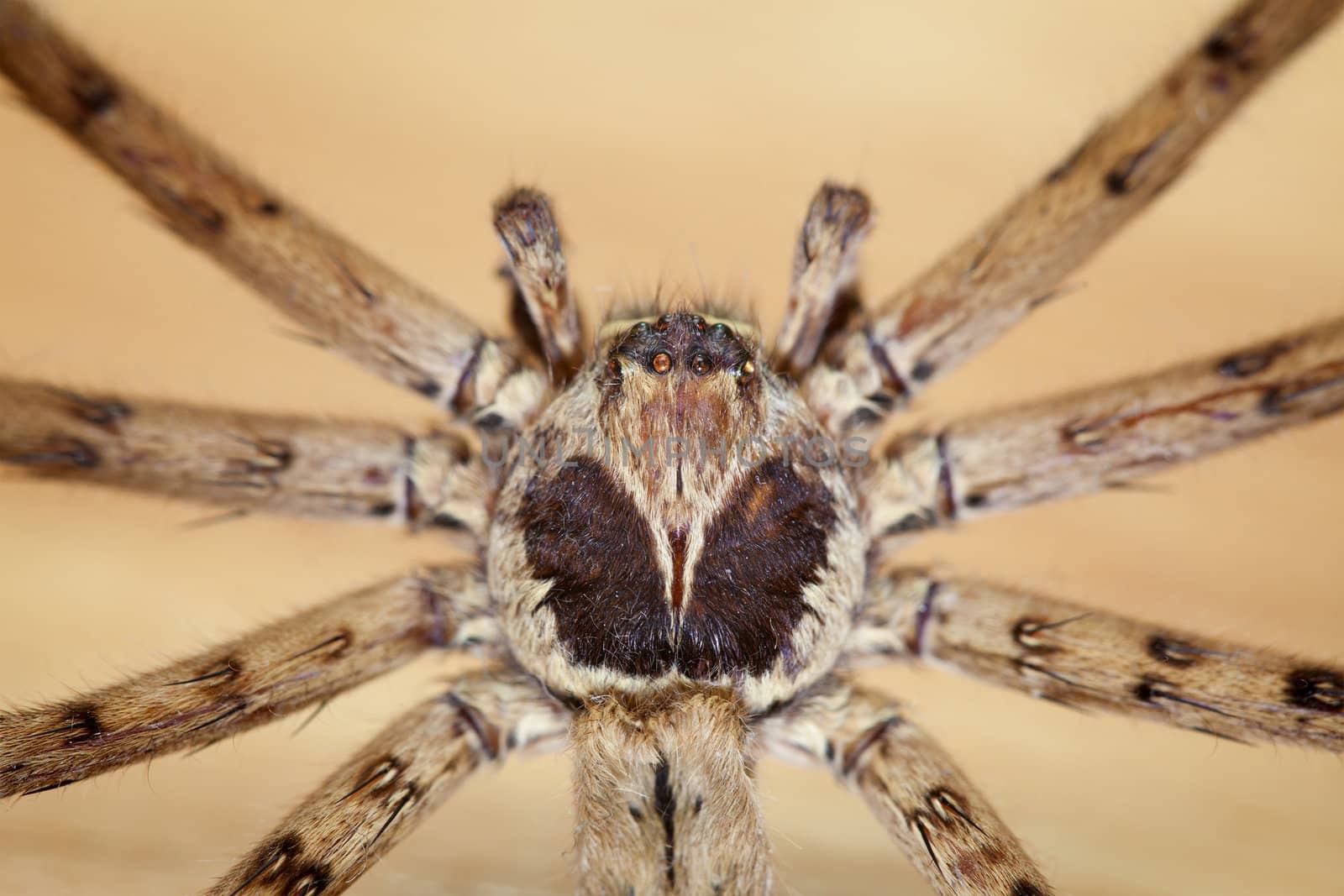 Cane Spider