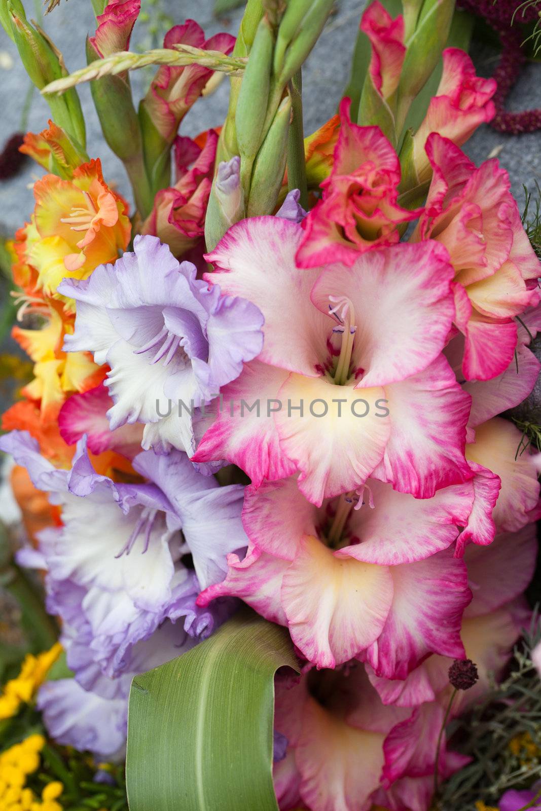 colorful bouquet of gladioli