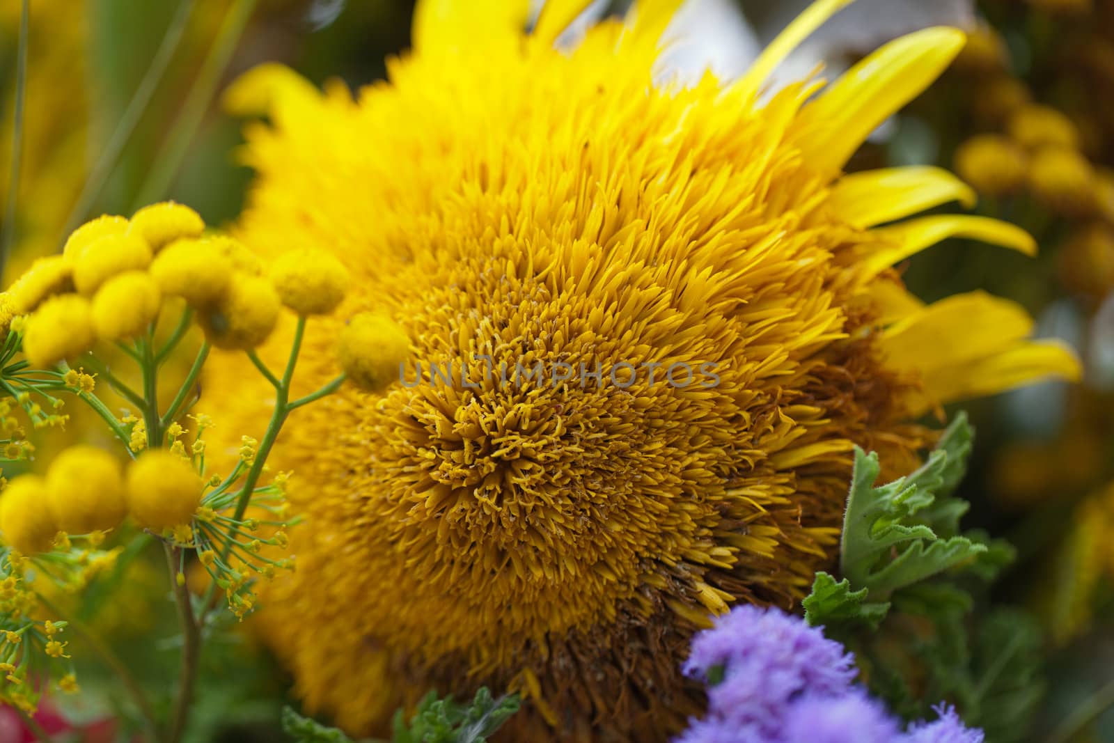 beautiful bouquets of flowers and herbs