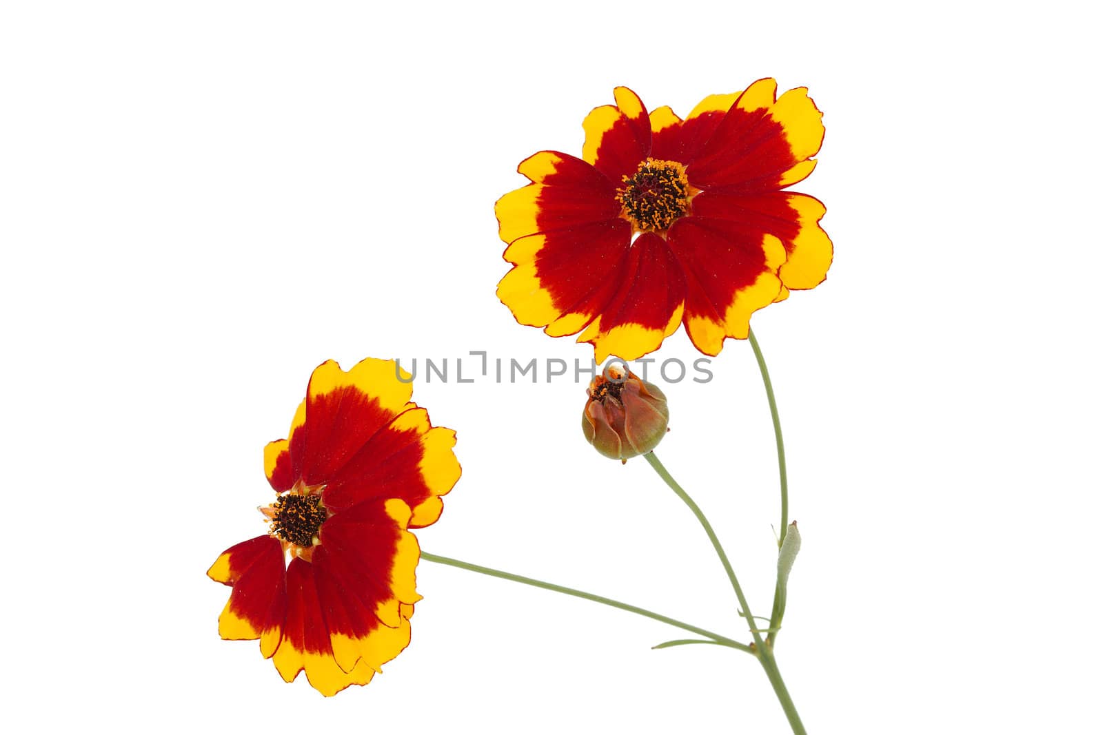 Flowers of coreopsis (Lat. Coreopsis drummondii), isolated on a white background